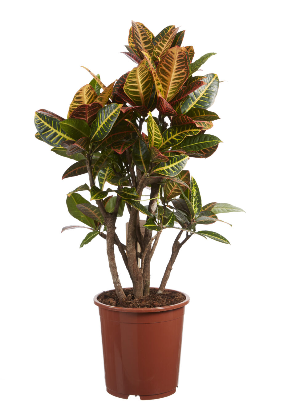 Croton Petra