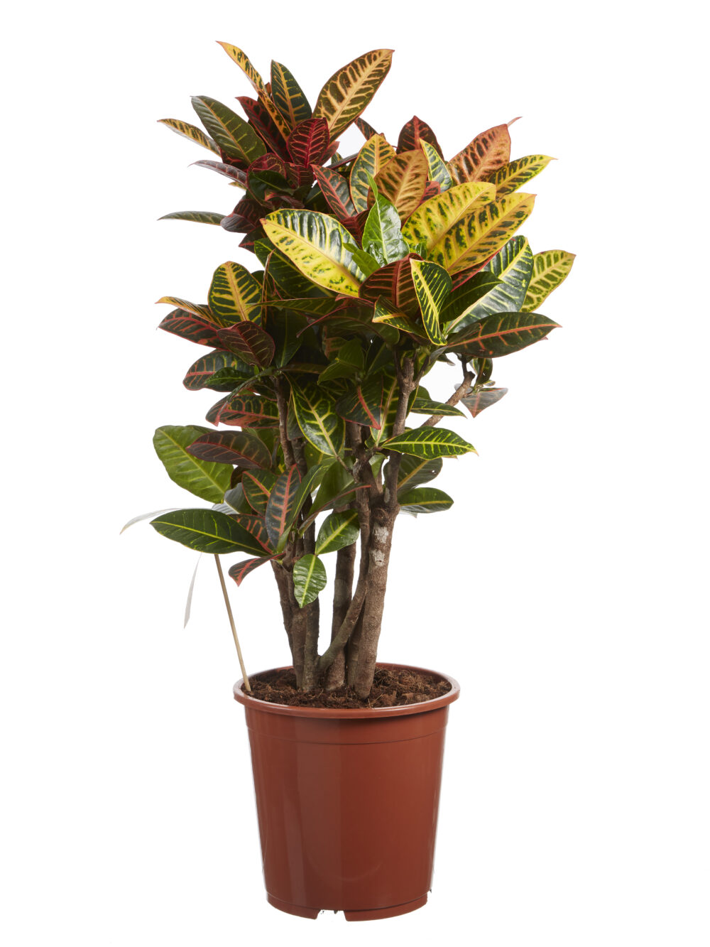 Croton Petra - Afbeelding 3