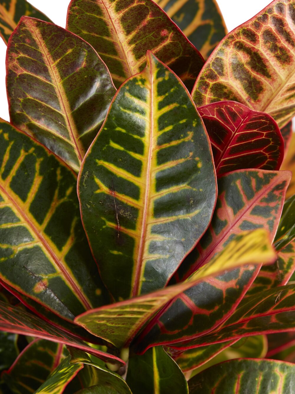 Croton Petra - Afbeelding 5