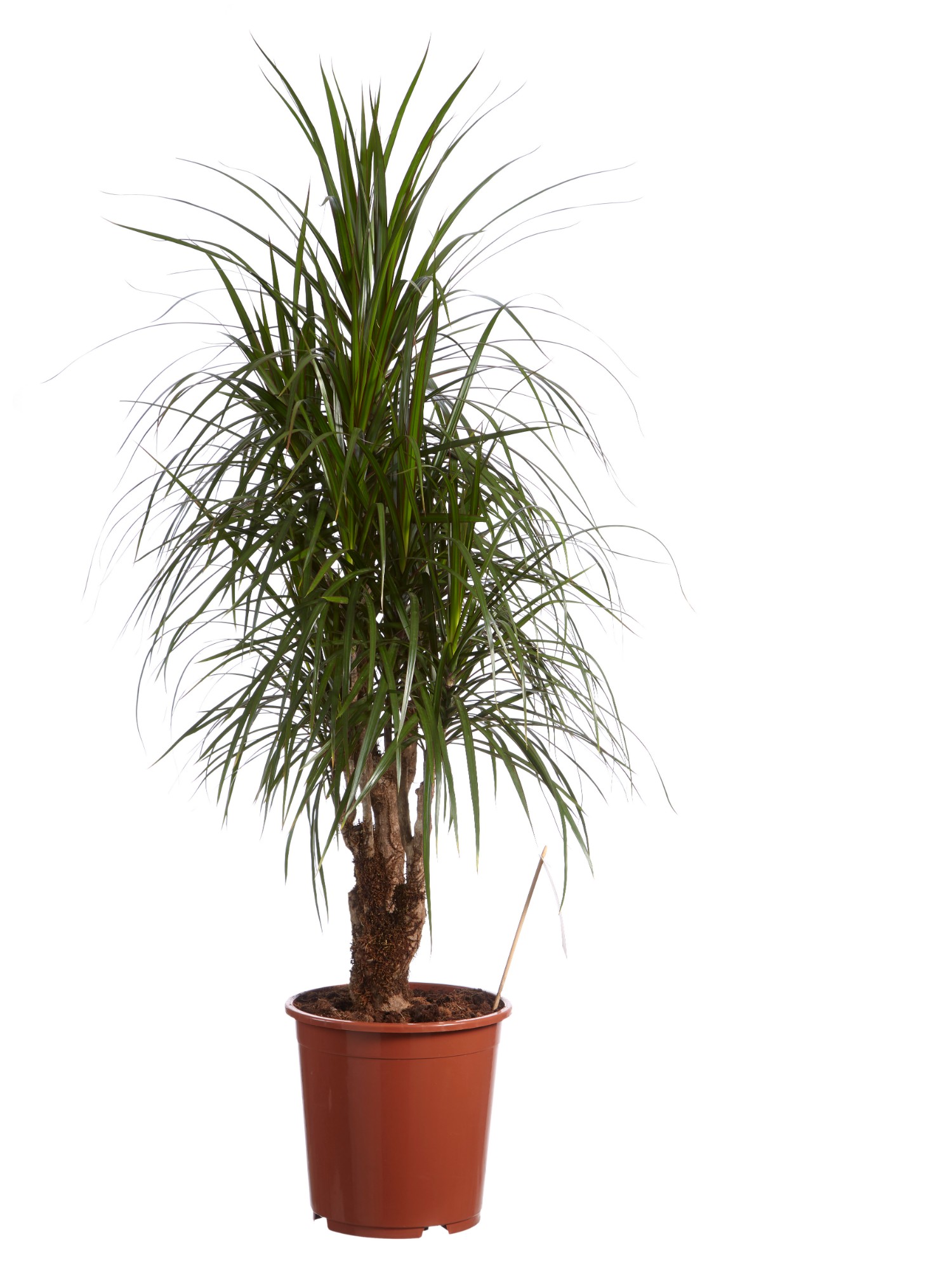 Drakenboom - Afbeelding 3