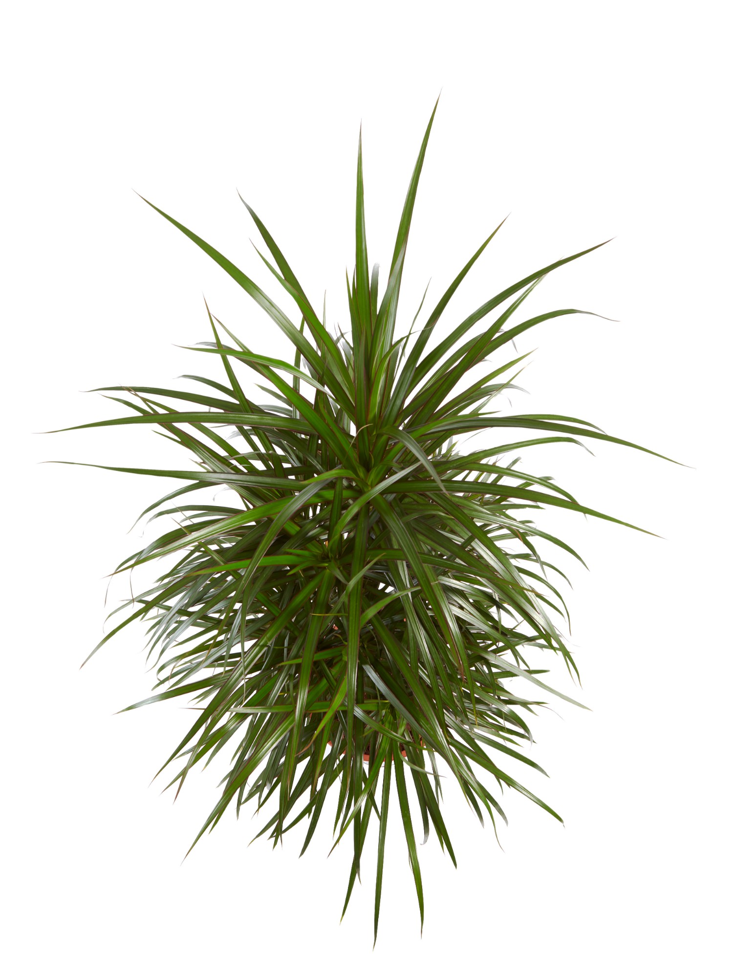 Drakenboom - Afbeelding 4