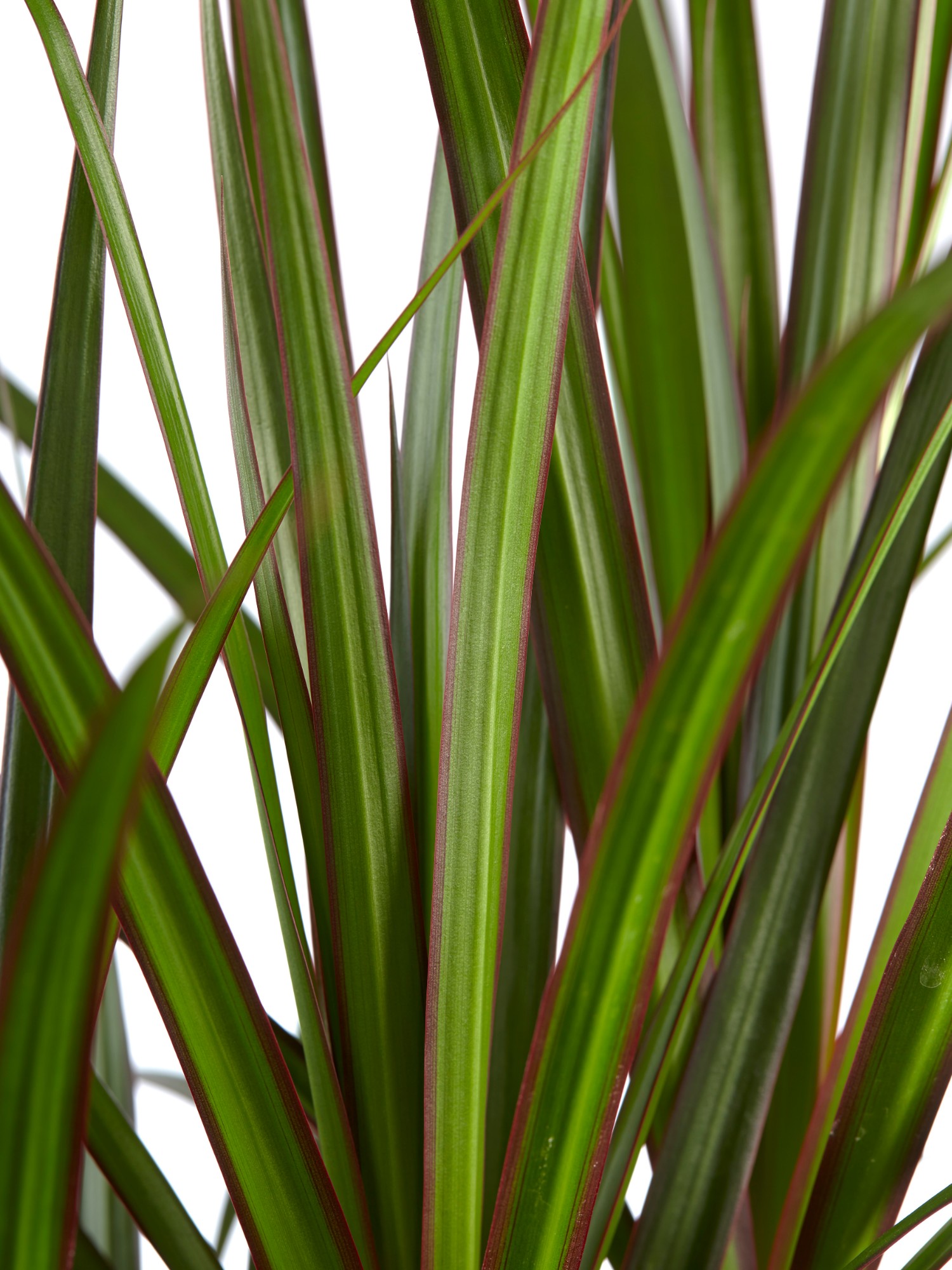 Drakenboom - Afbeelding 5