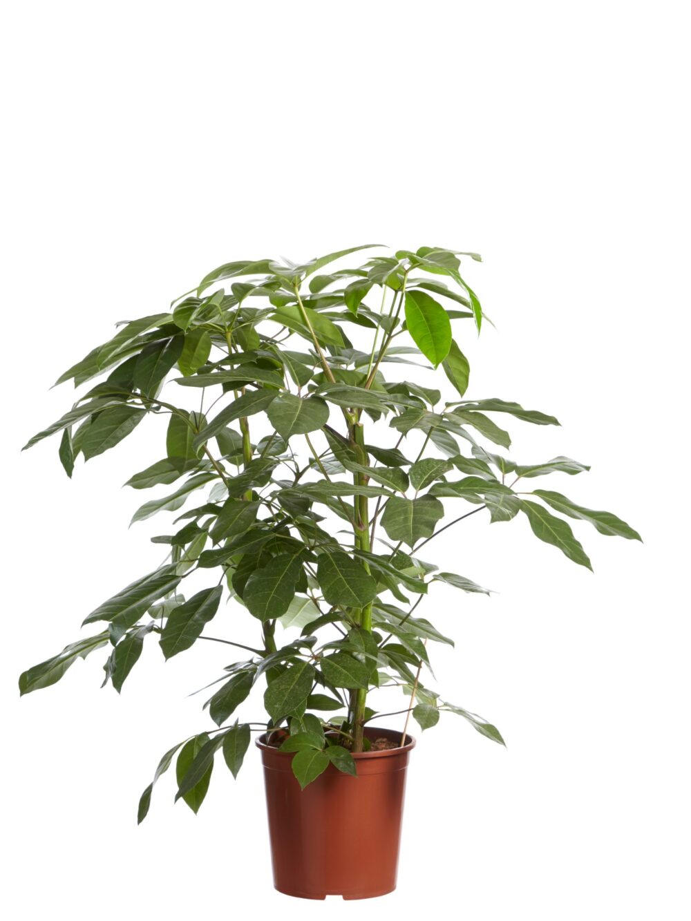 Schefflera Amate, Vingersboom