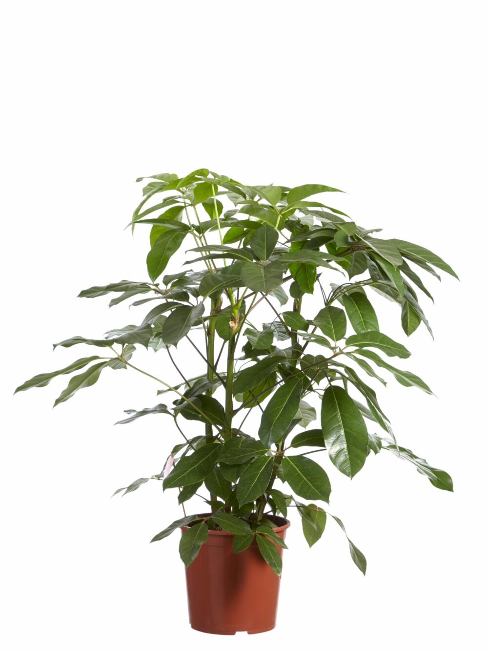 Schefflera Amate, Vingersboom - Afbeelding 3