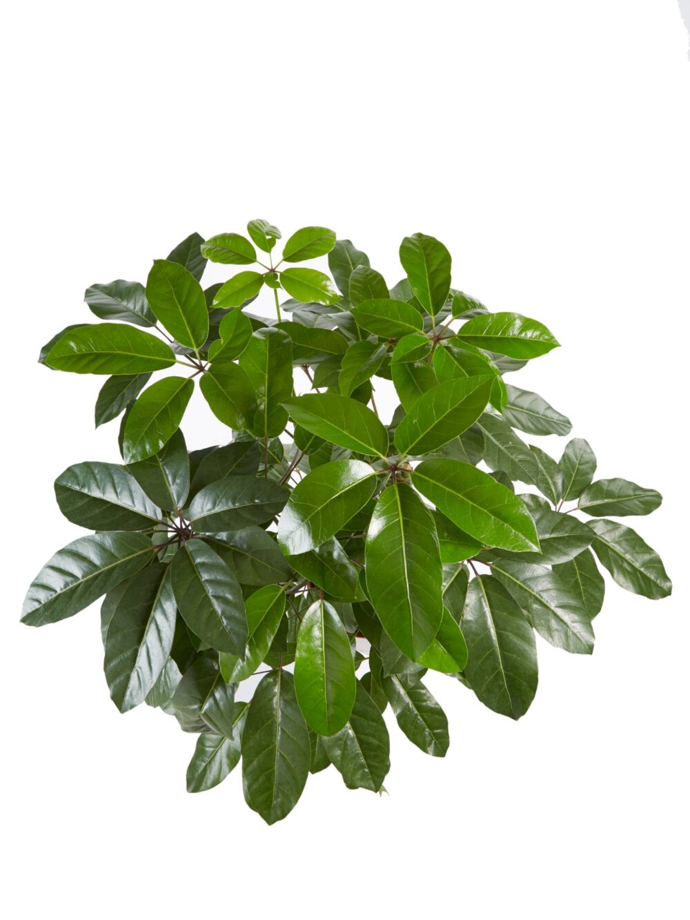 Schefflera Amate, Vingersboom - Afbeelding 4