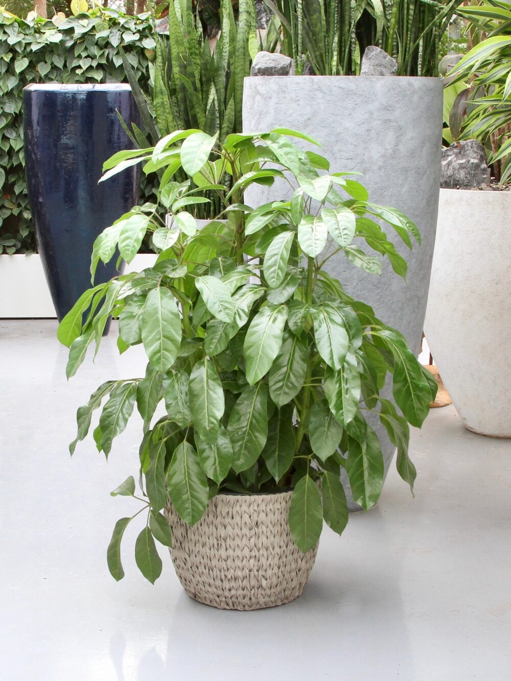 Schefflera Amate, Vingersboom - Afbeelding 5