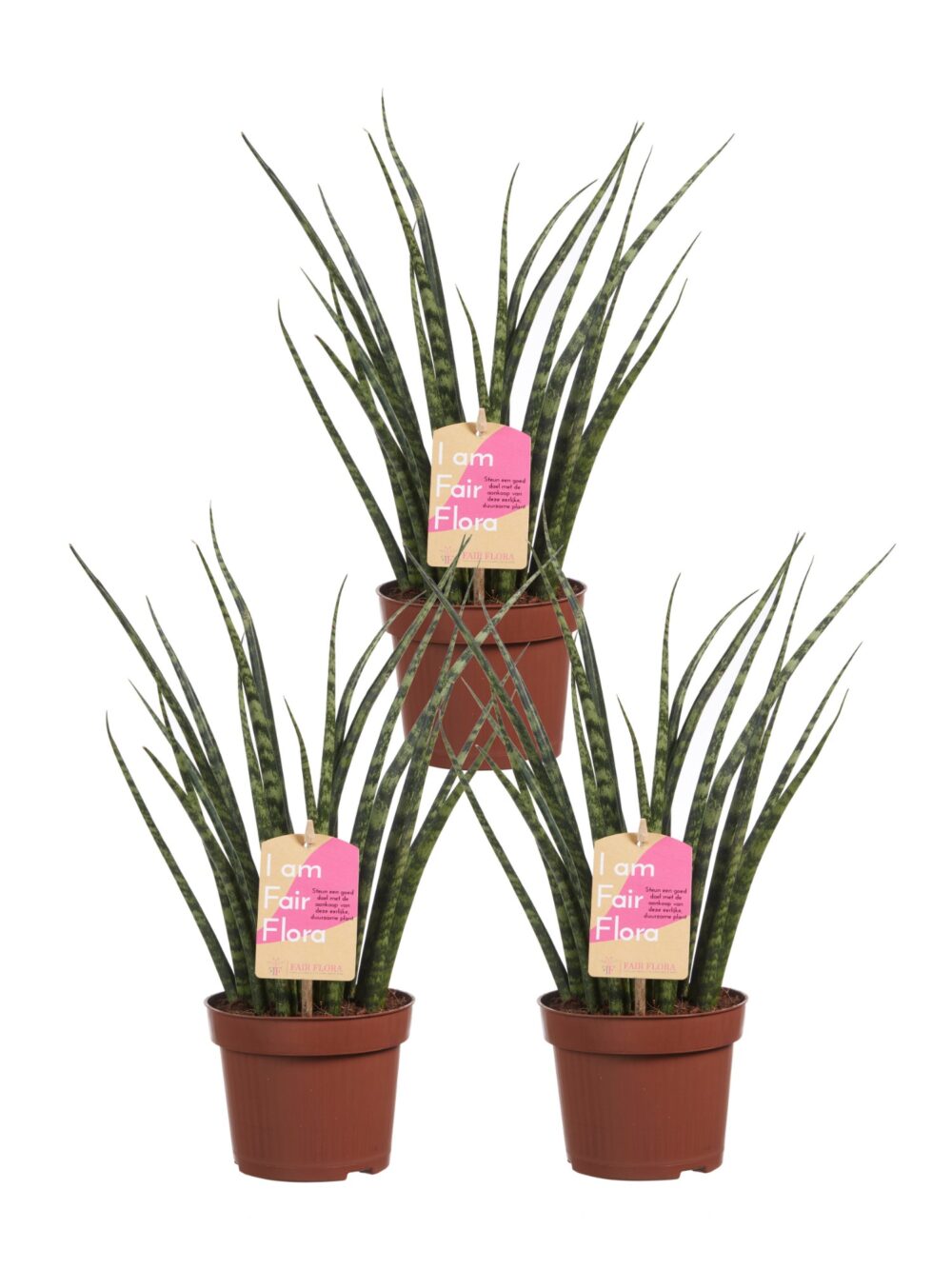 Sanseveria
