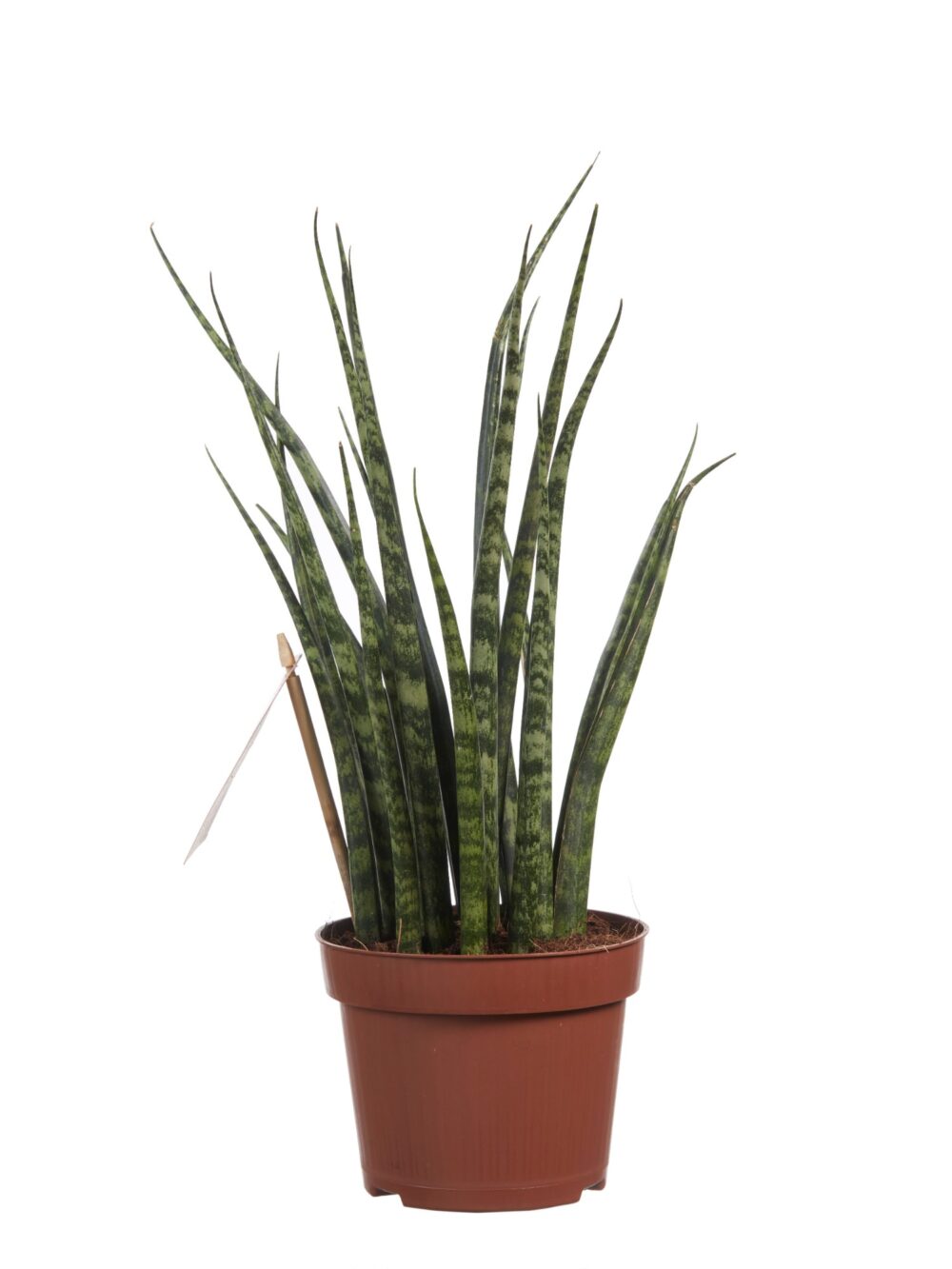 Sanseveria - Afbeelding 3
