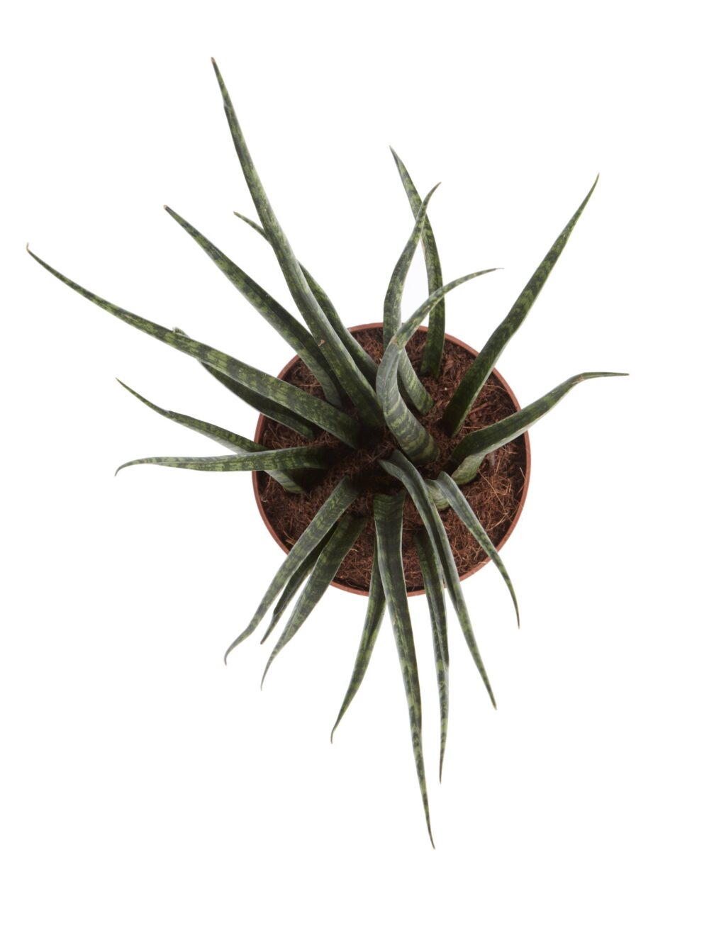 Sanseveria - Afbeelding 4