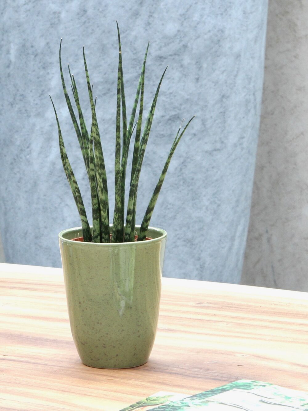 Sanseveria - Afbeelding 5