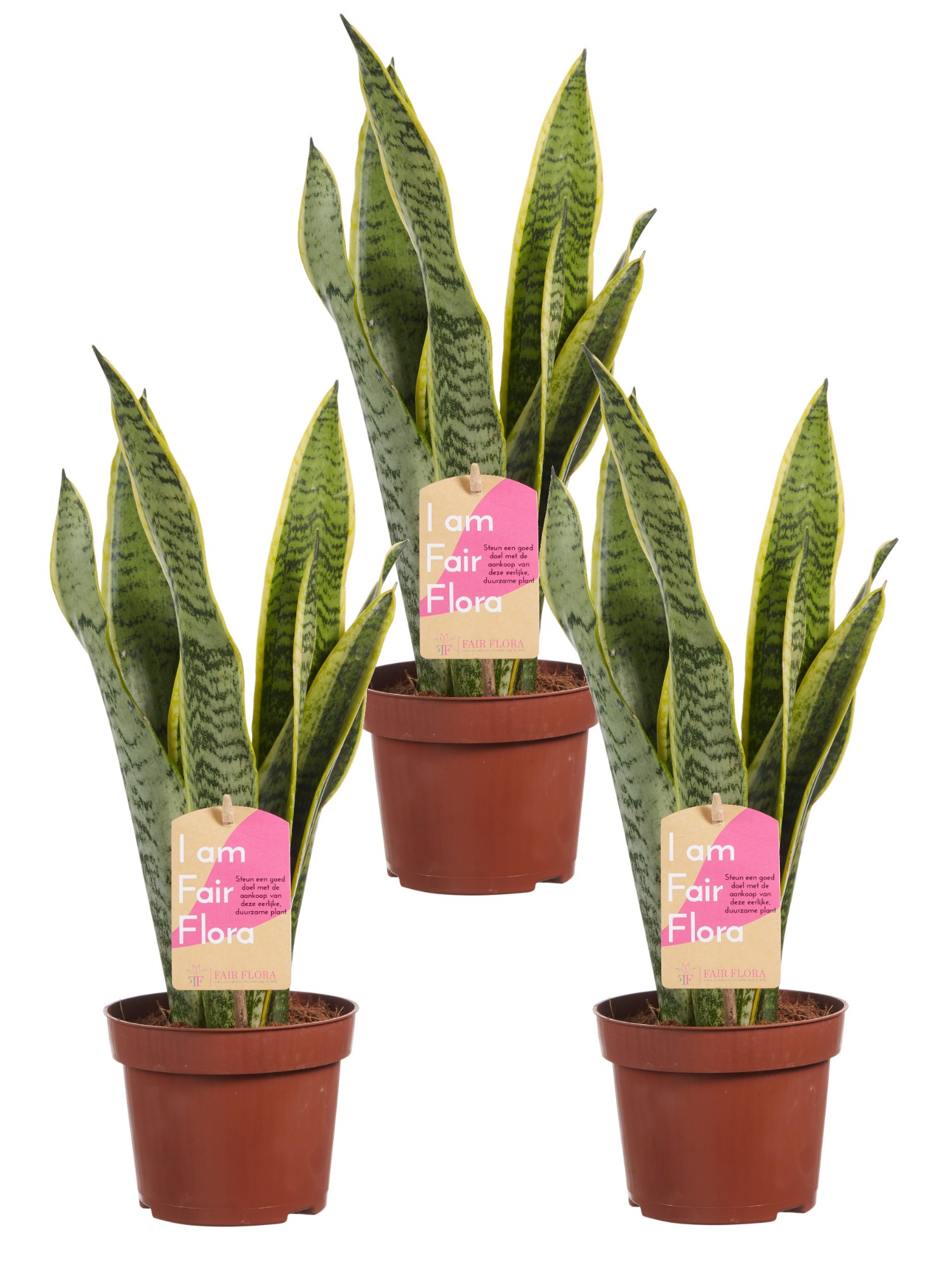 Sanseveria, vrouwentong