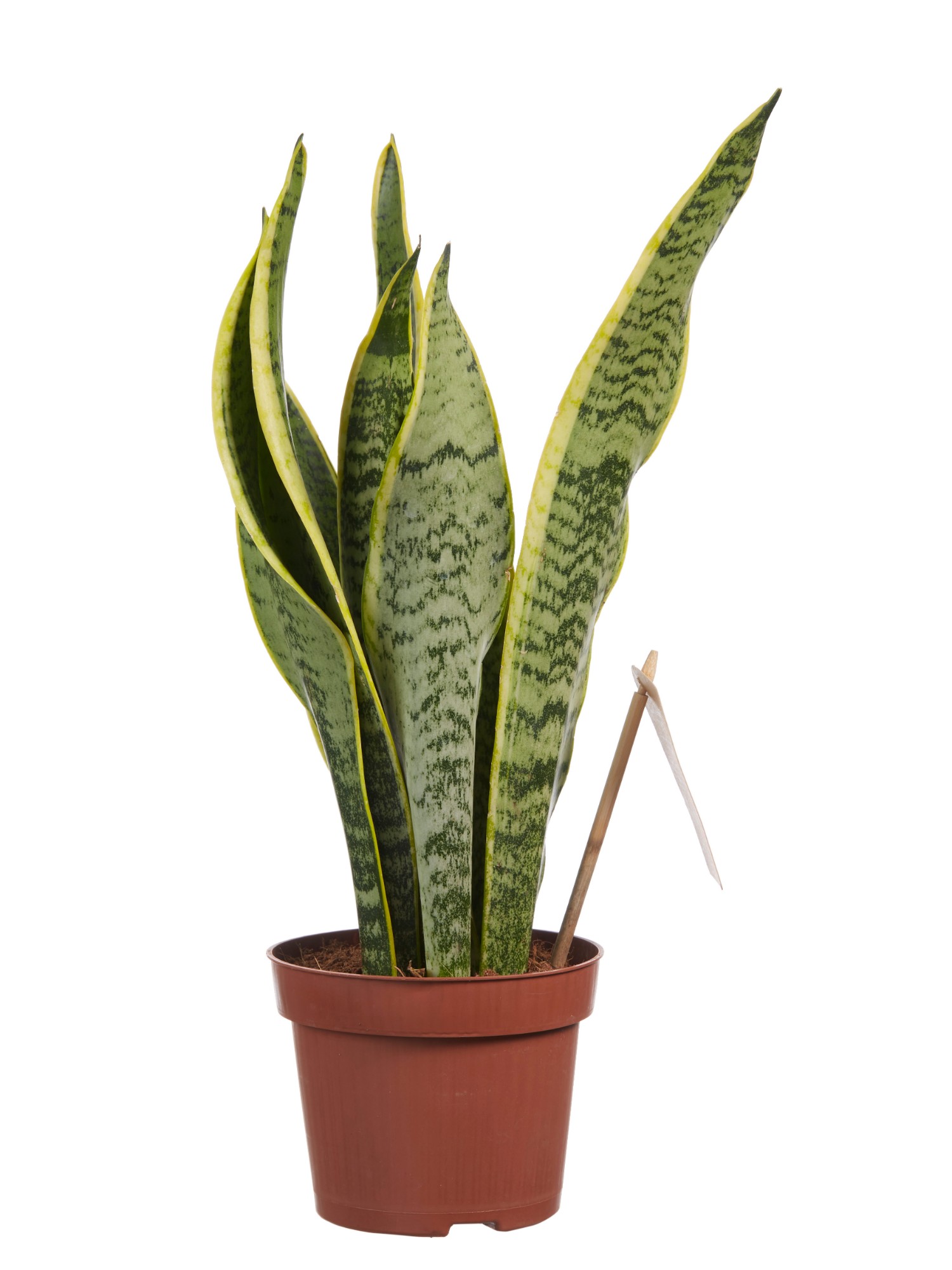 Sanseveria, vrouwentong - Afbeelding 3
