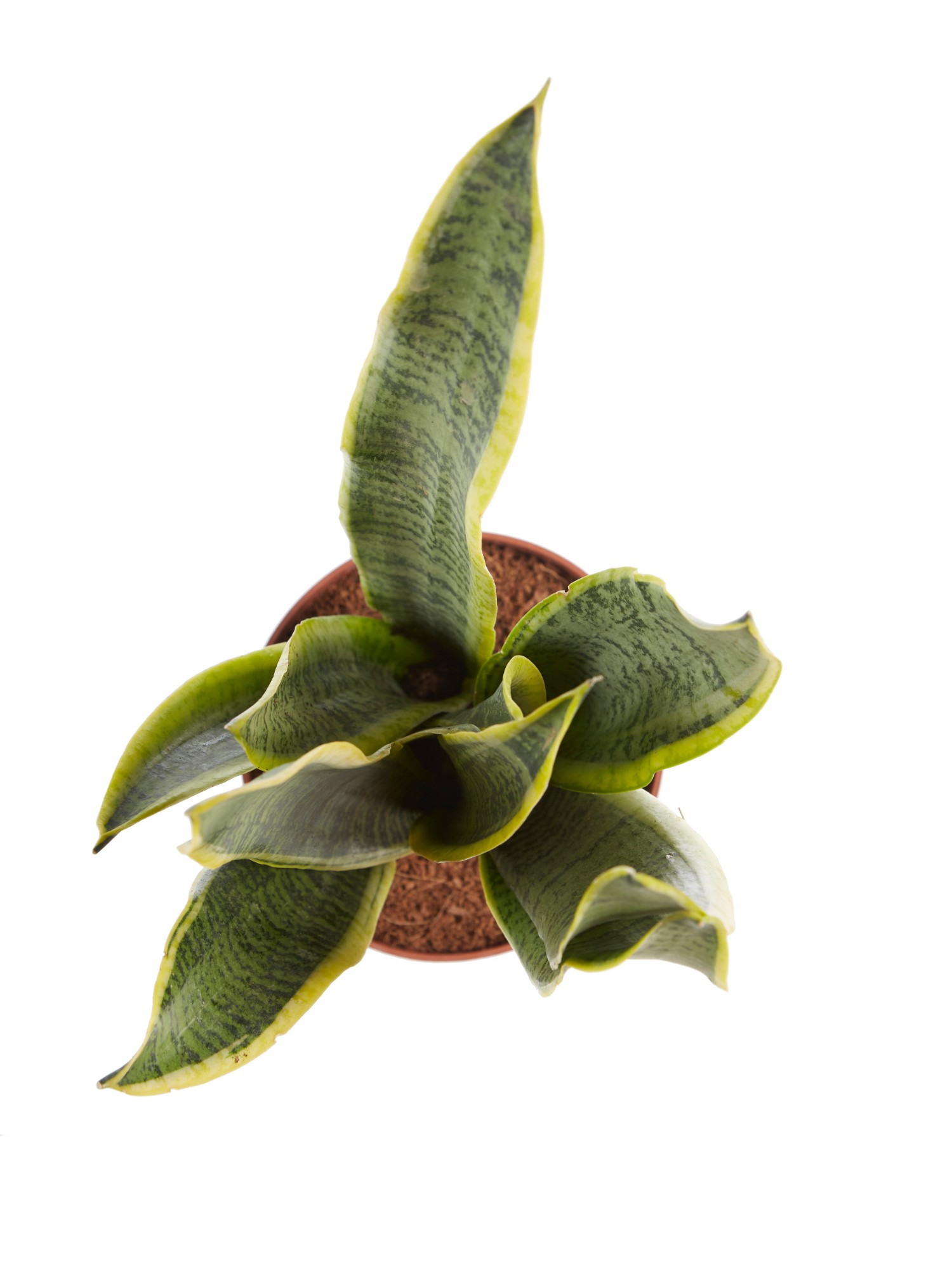 Sanseveria, vrouwentong - Afbeelding 5