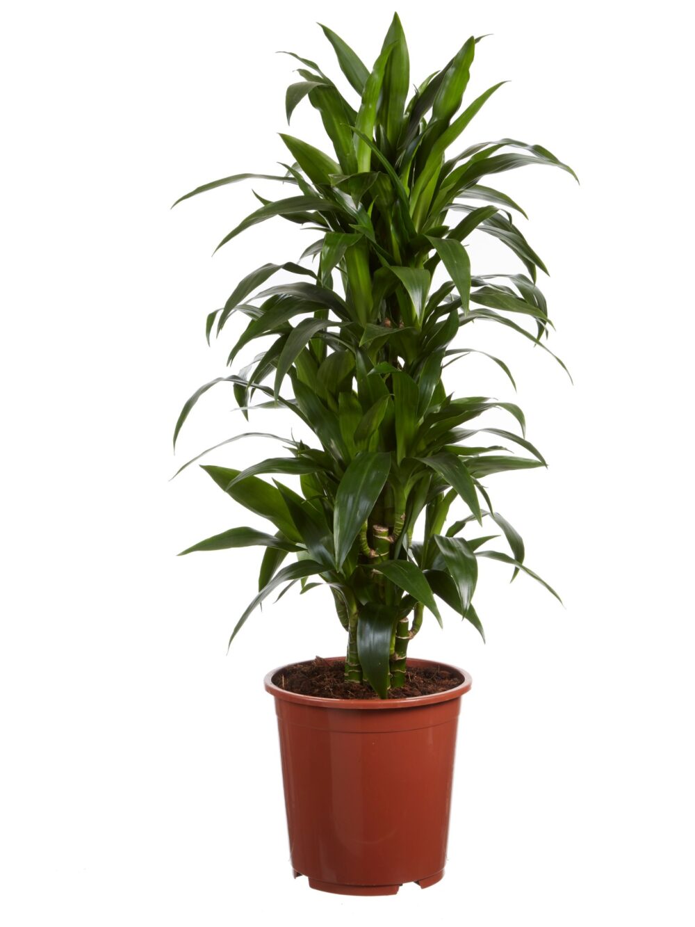 Drakenboom, Dracaena Janet Craig