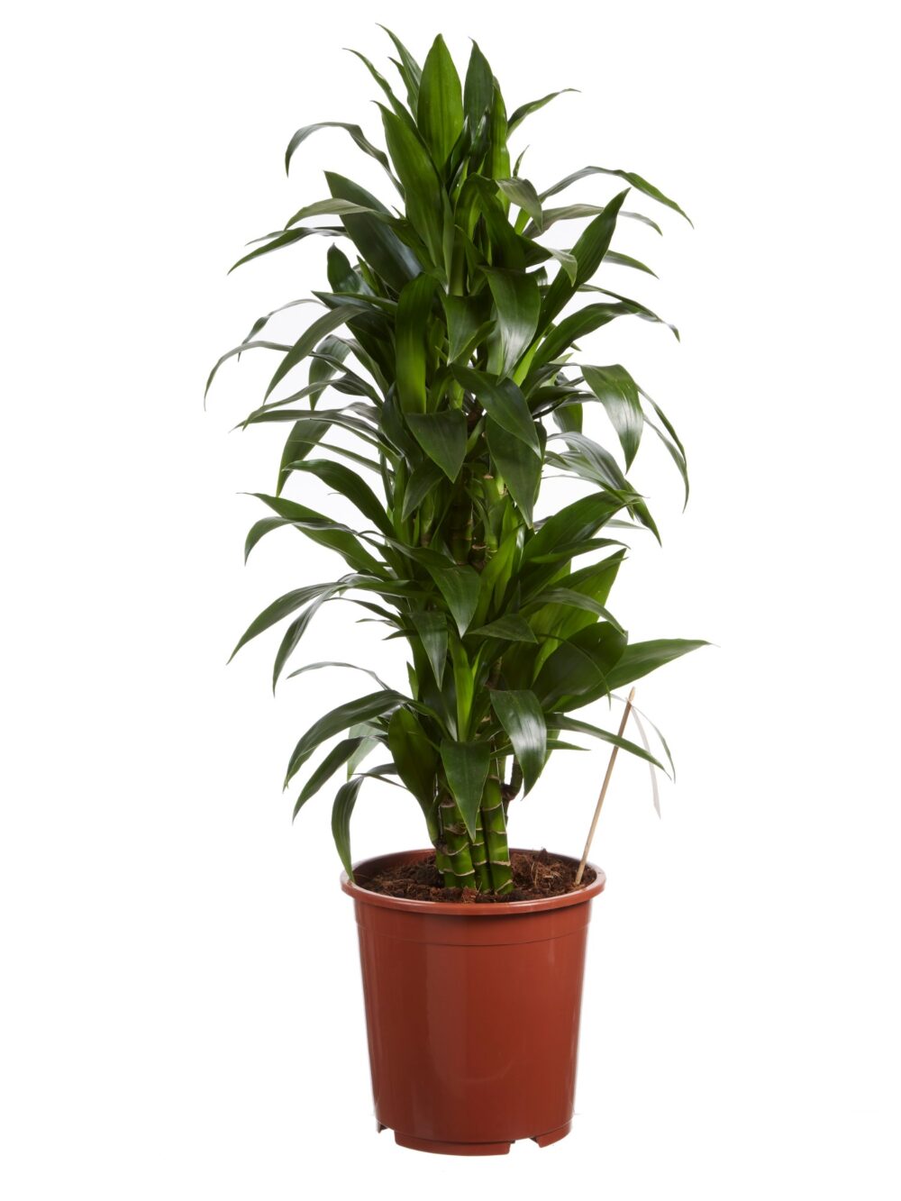 Drakenboom, Dracaena Janet Craig - Afbeelding 3