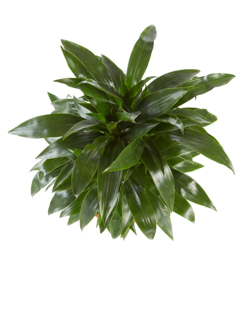 Drakenboom, Dracaena Janet Craig - Afbeelding 4