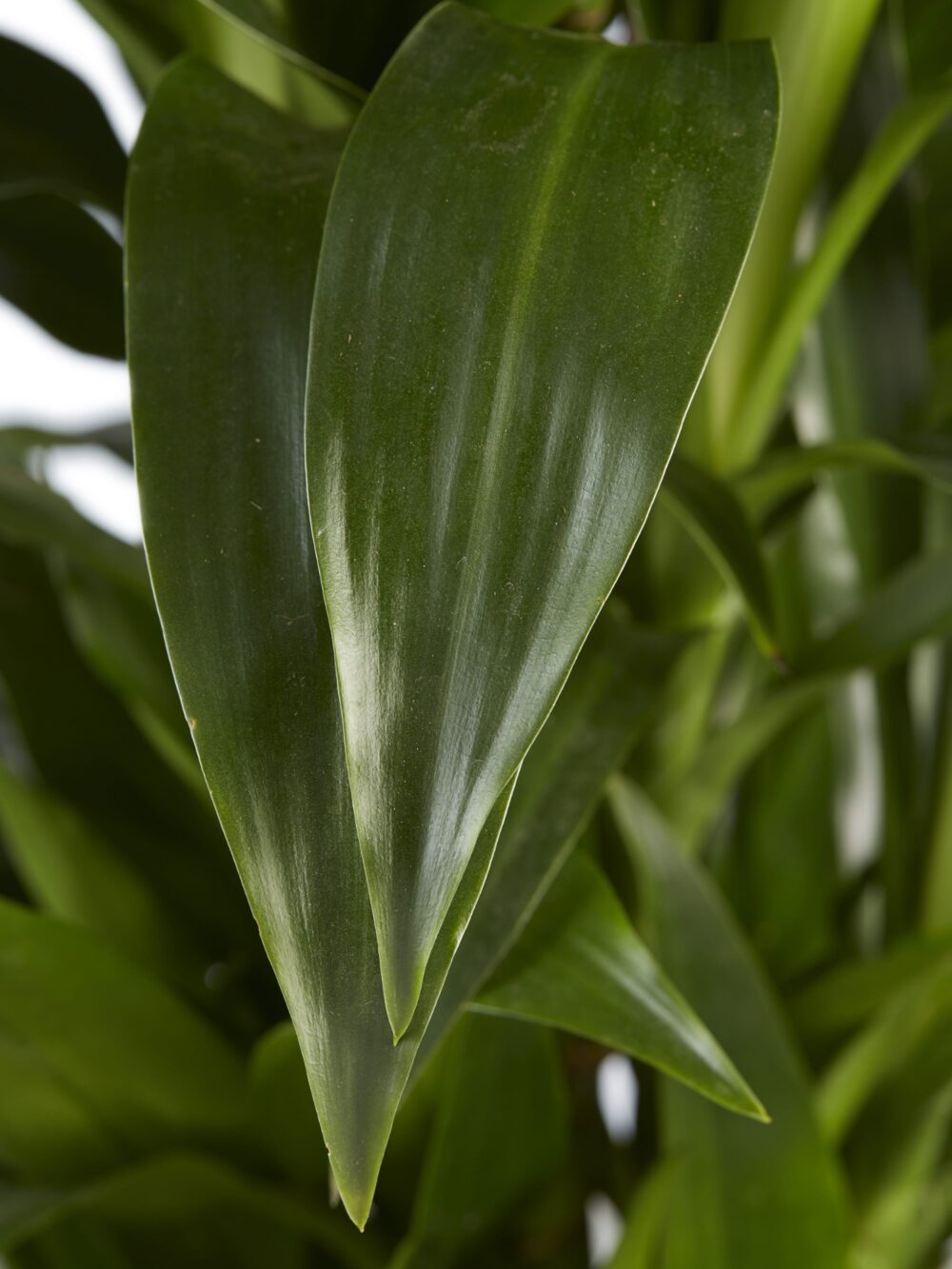 Drakenboom, Dracaena Janet Craig - Afbeelding 5