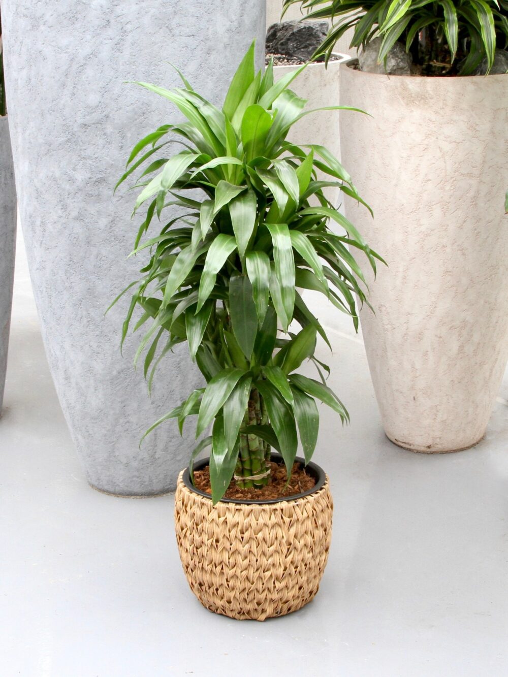 Drakenboom, Dracaena Janet Craig - Afbeelding 6