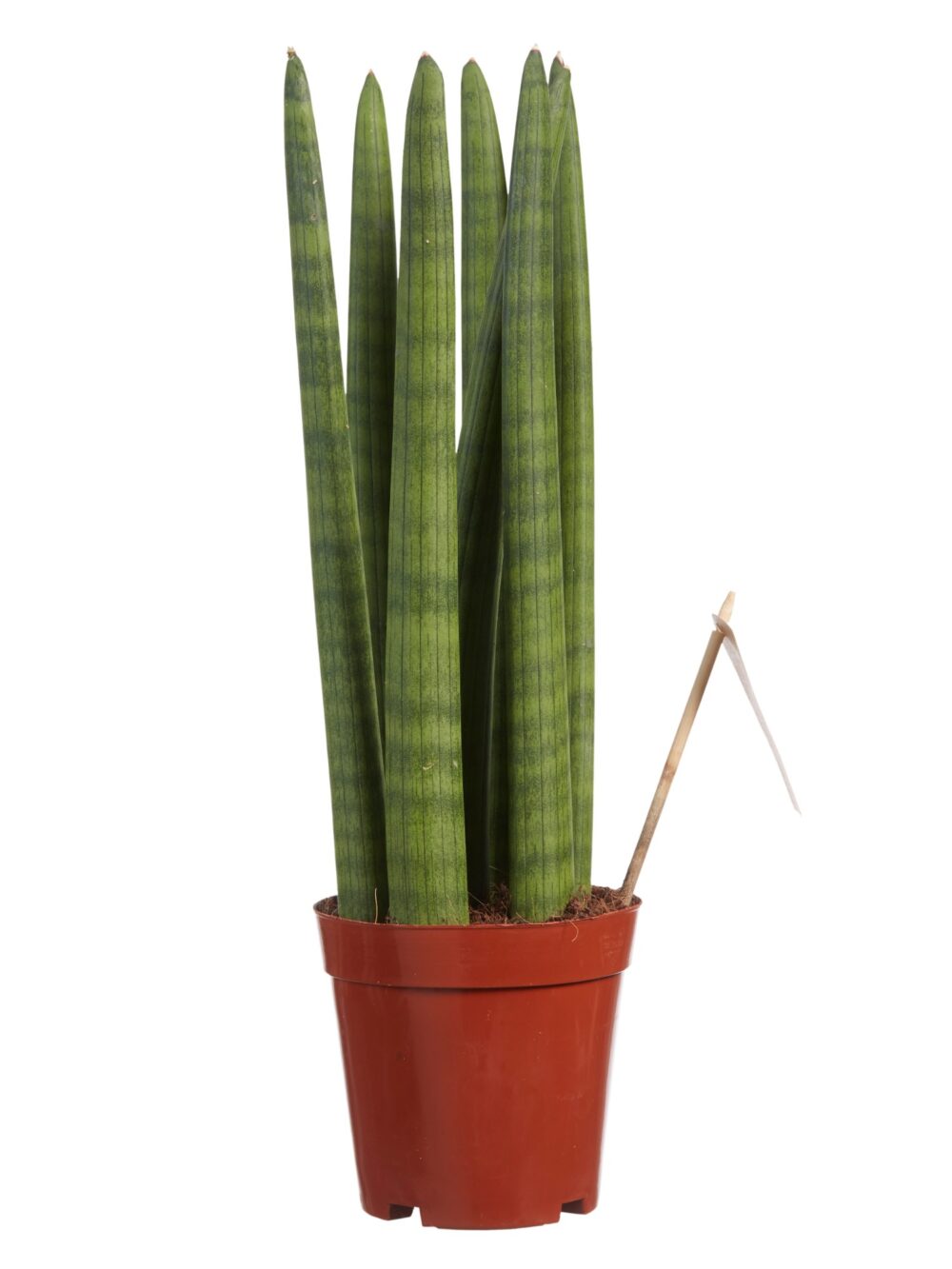 Sanseveria