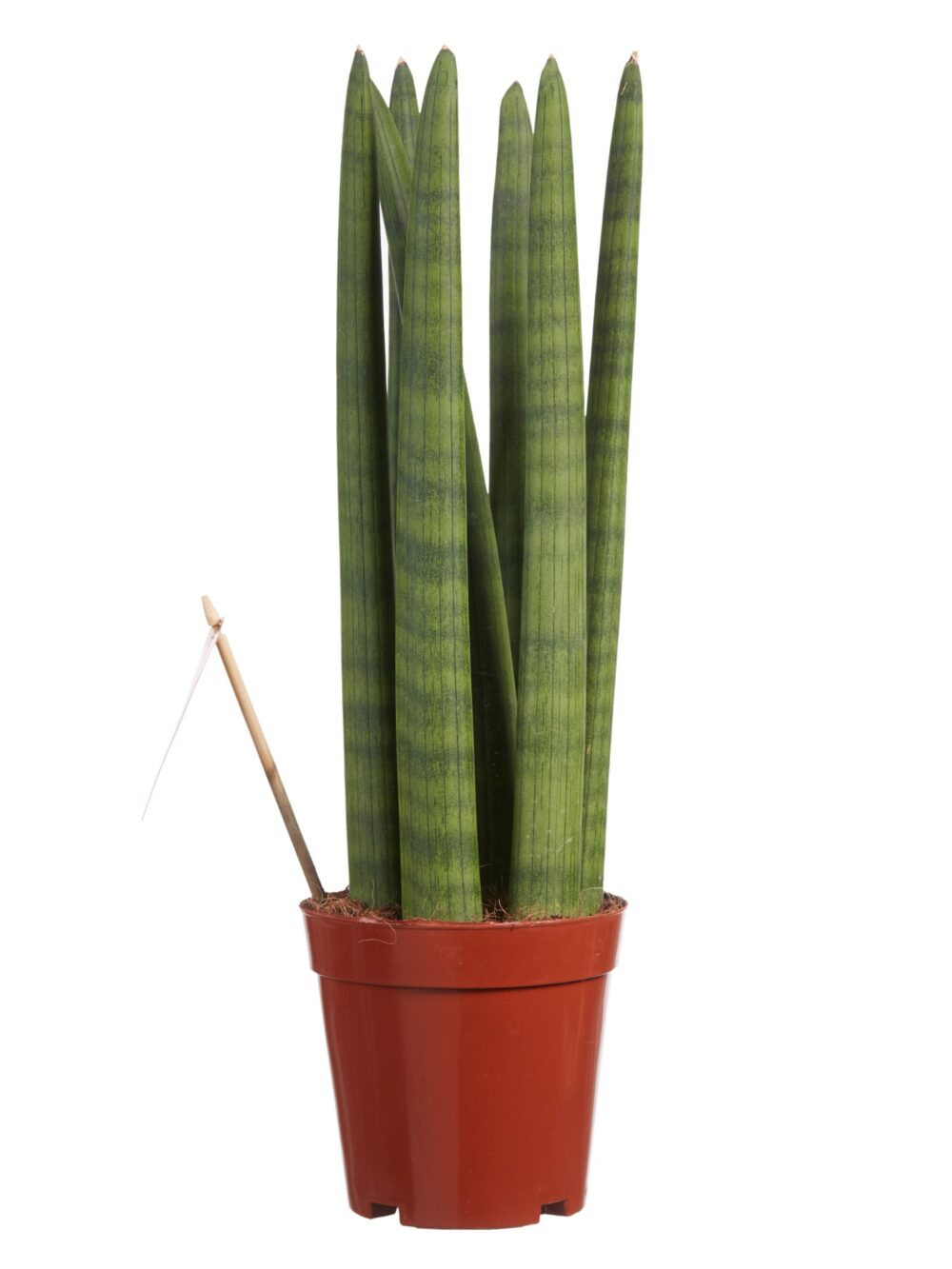 Sanseveria - Afbeelding 3