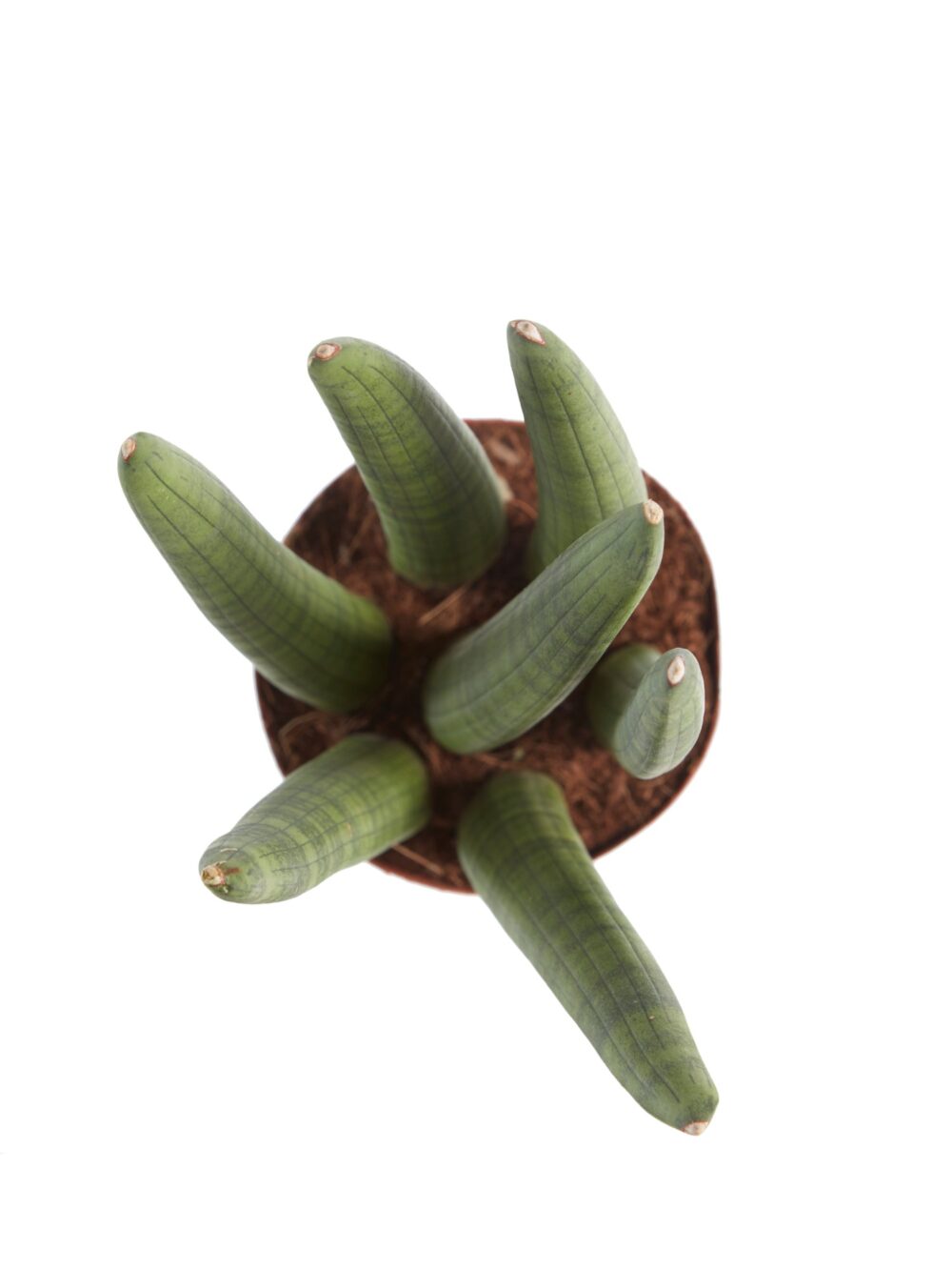 Sanseveria - Afbeelding 4