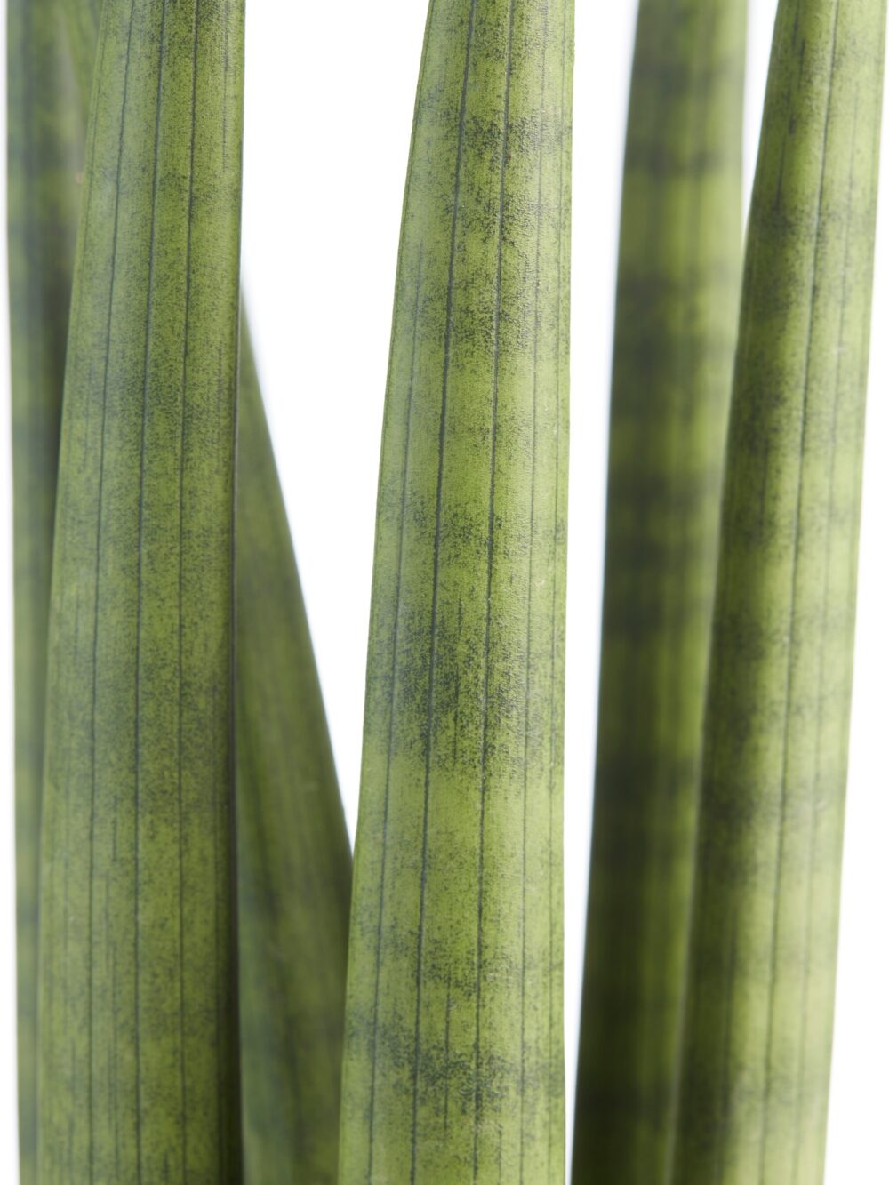 Sanseveria - Afbeelding 5