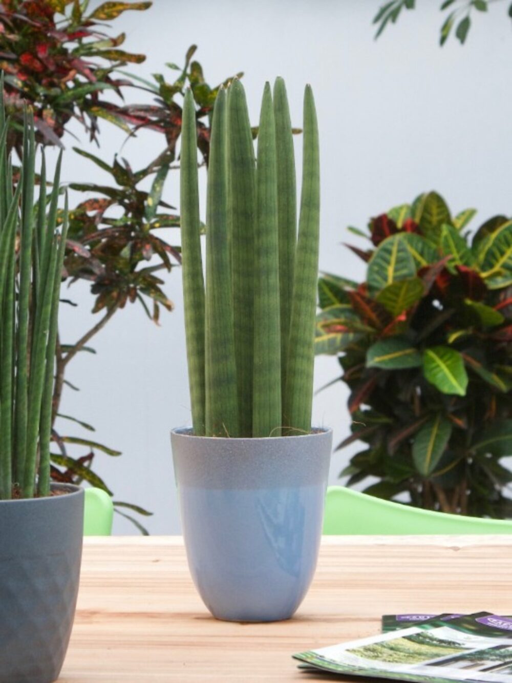 Sanseveria - Afbeelding 6
