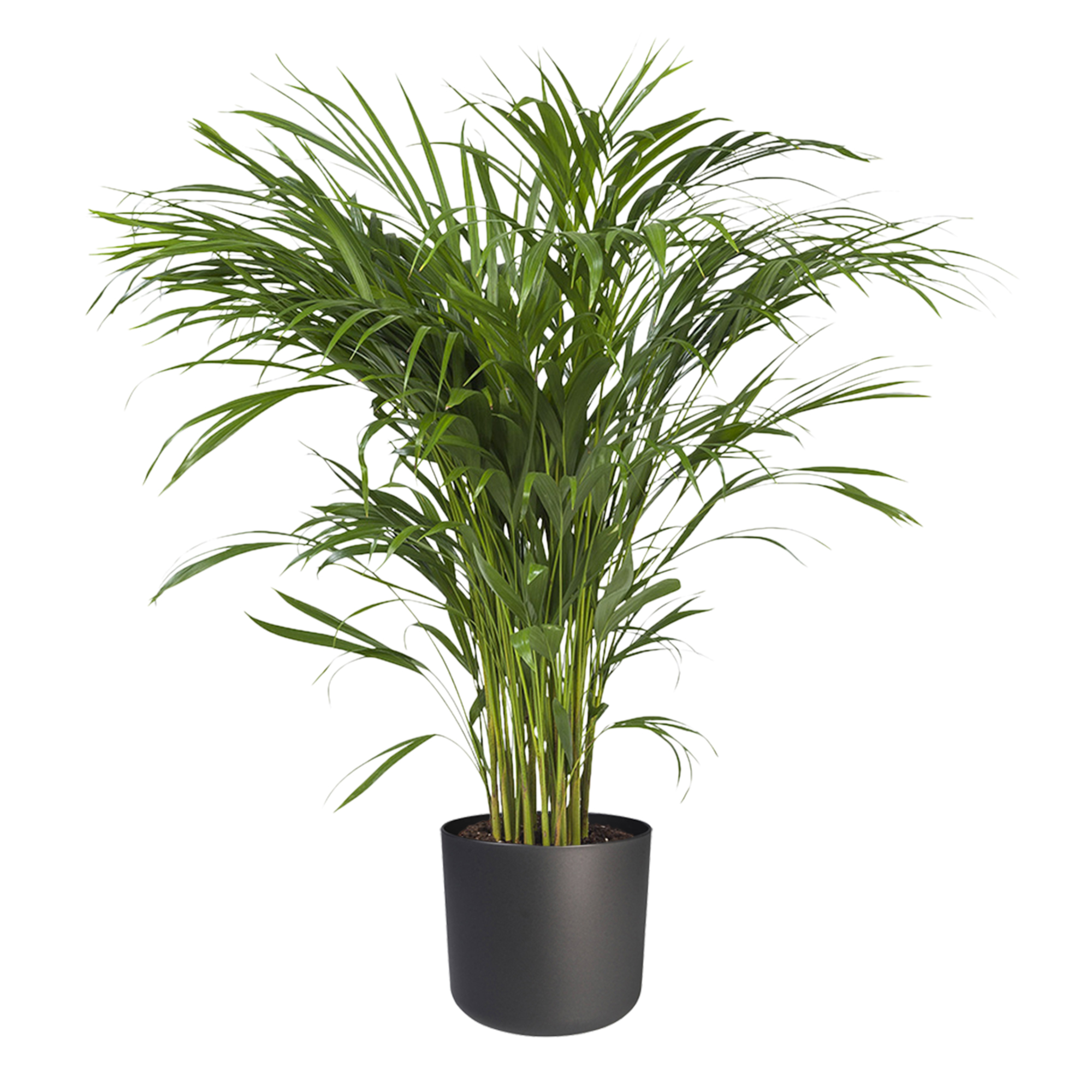 Areca Dypsis in ® ELHO b.for soft sierpot - Afbeelding 4