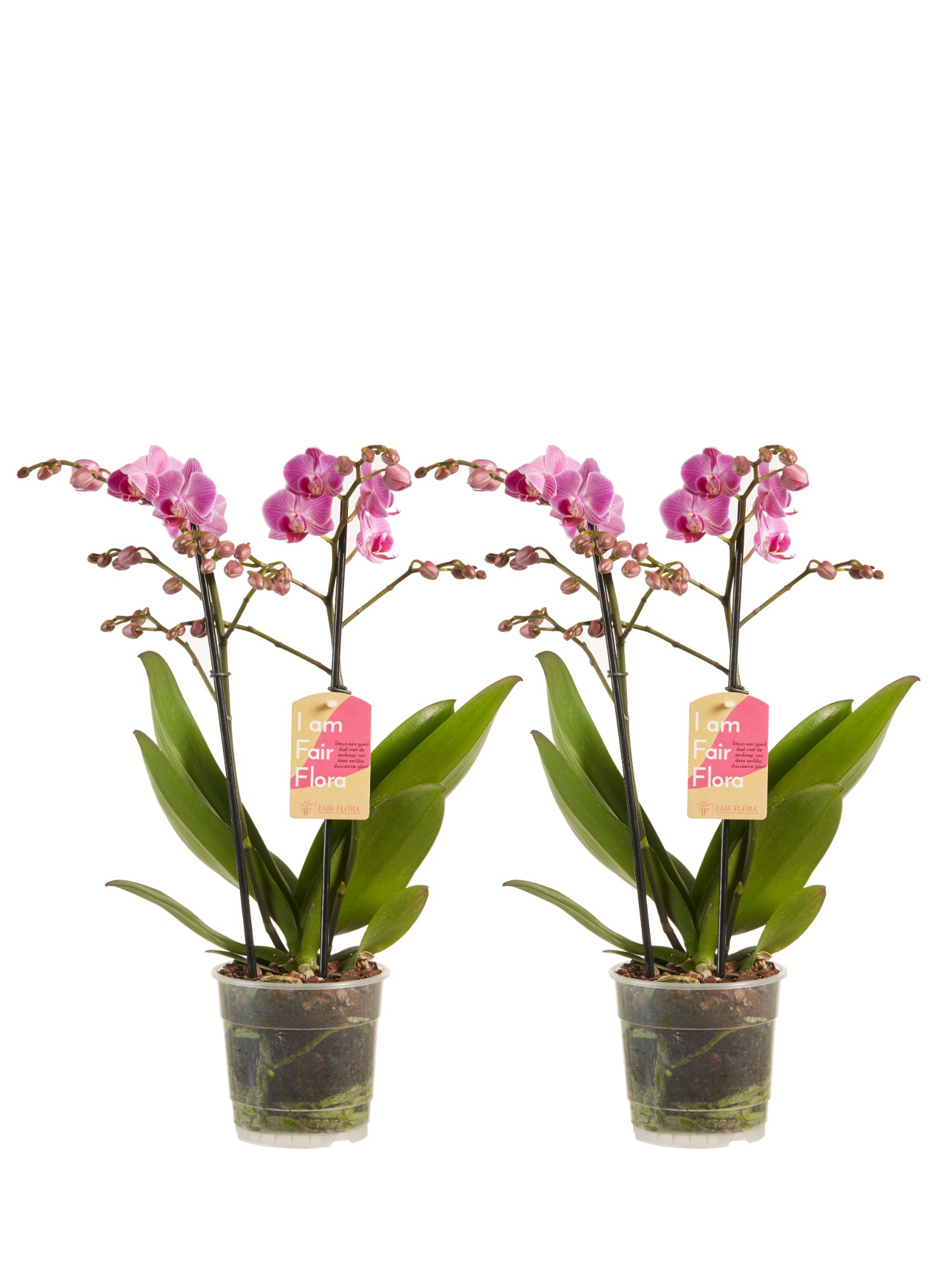 Phalaenopsis multiflora