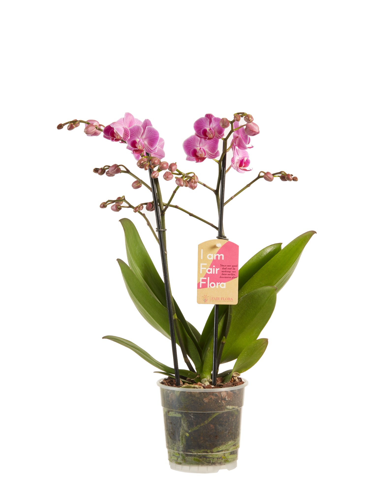 Phalaenopsis multiflora - Afbeelding 3