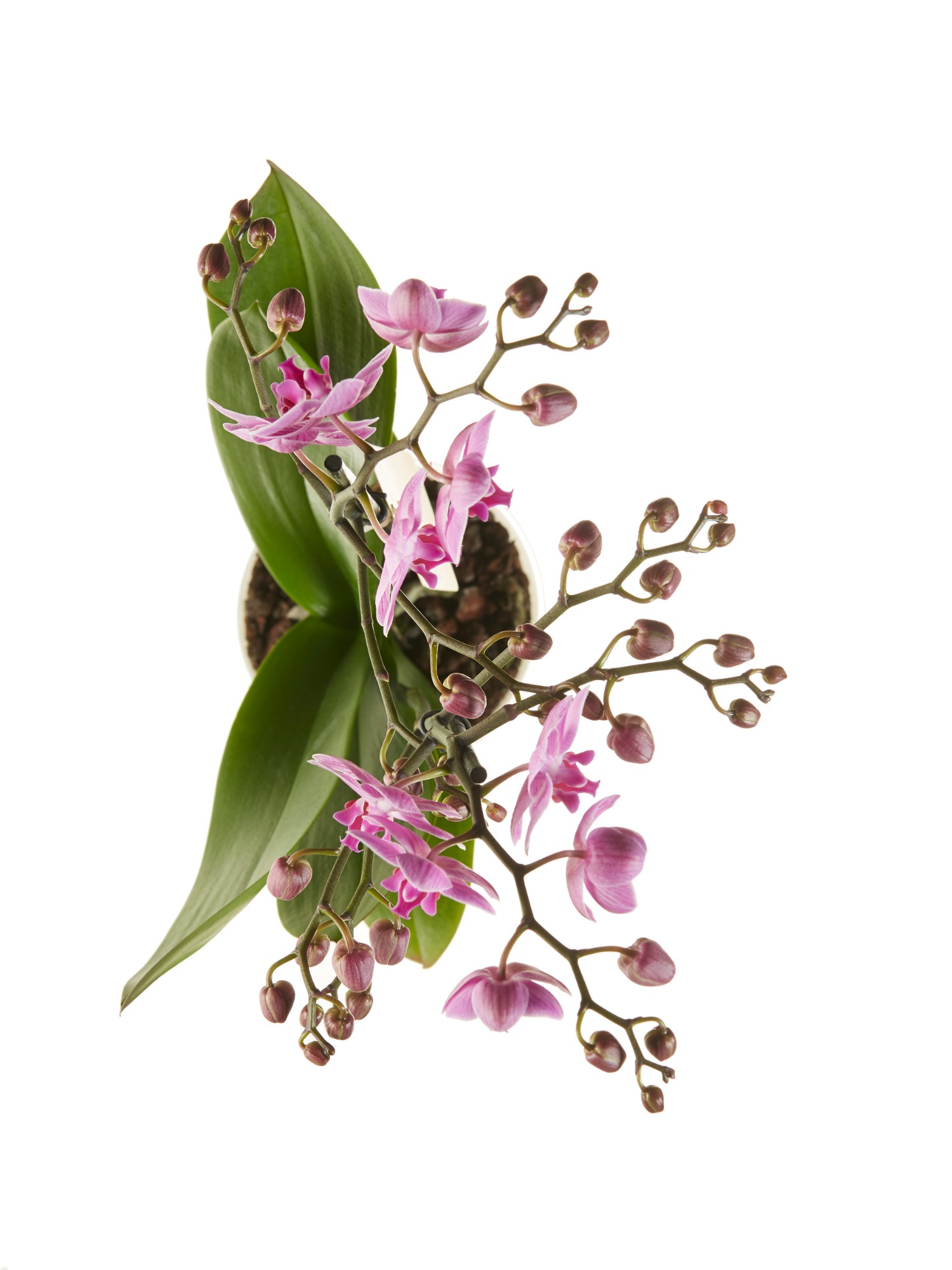 Phalaenopsis multiflora - Afbeelding 5