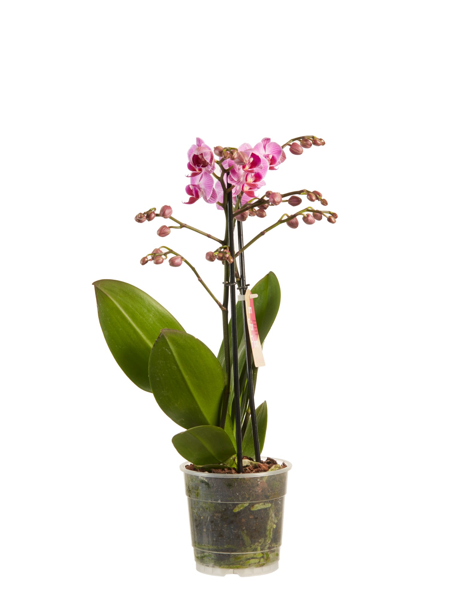 Phalaenopsis multiflora - Afbeelding 3