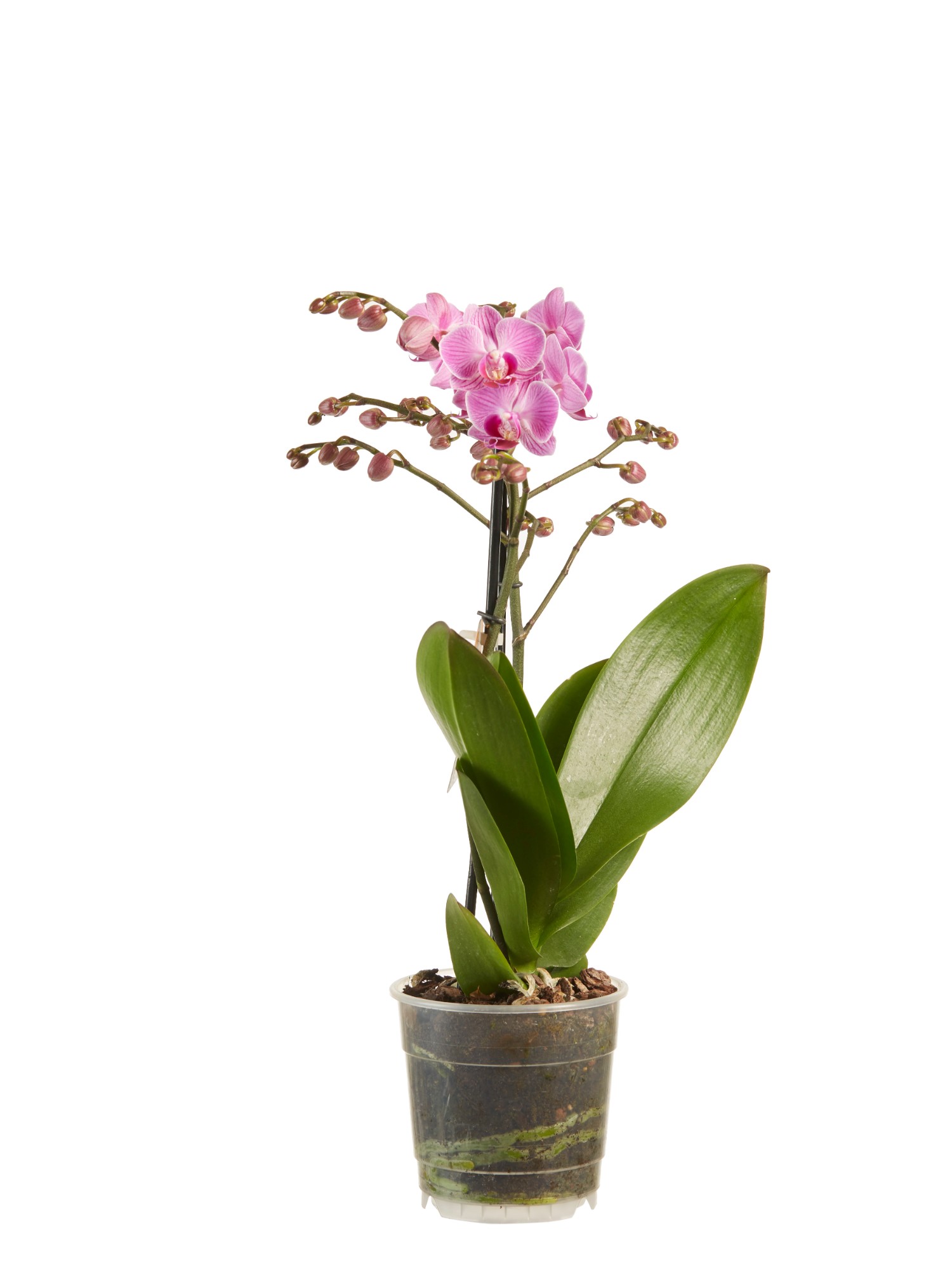 Phalaenopsis multiflora - Afbeelding 4