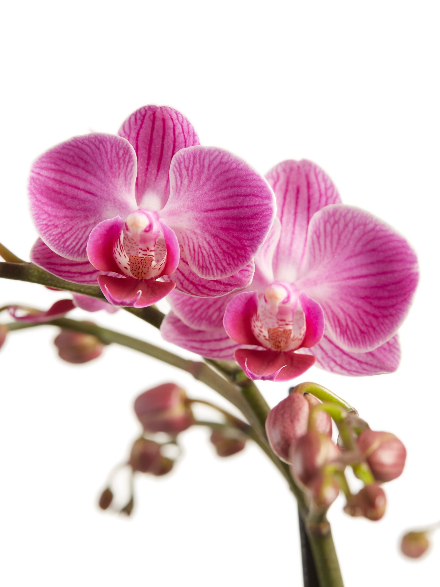 Phalaenopsis multiflora - Afbeelding 6