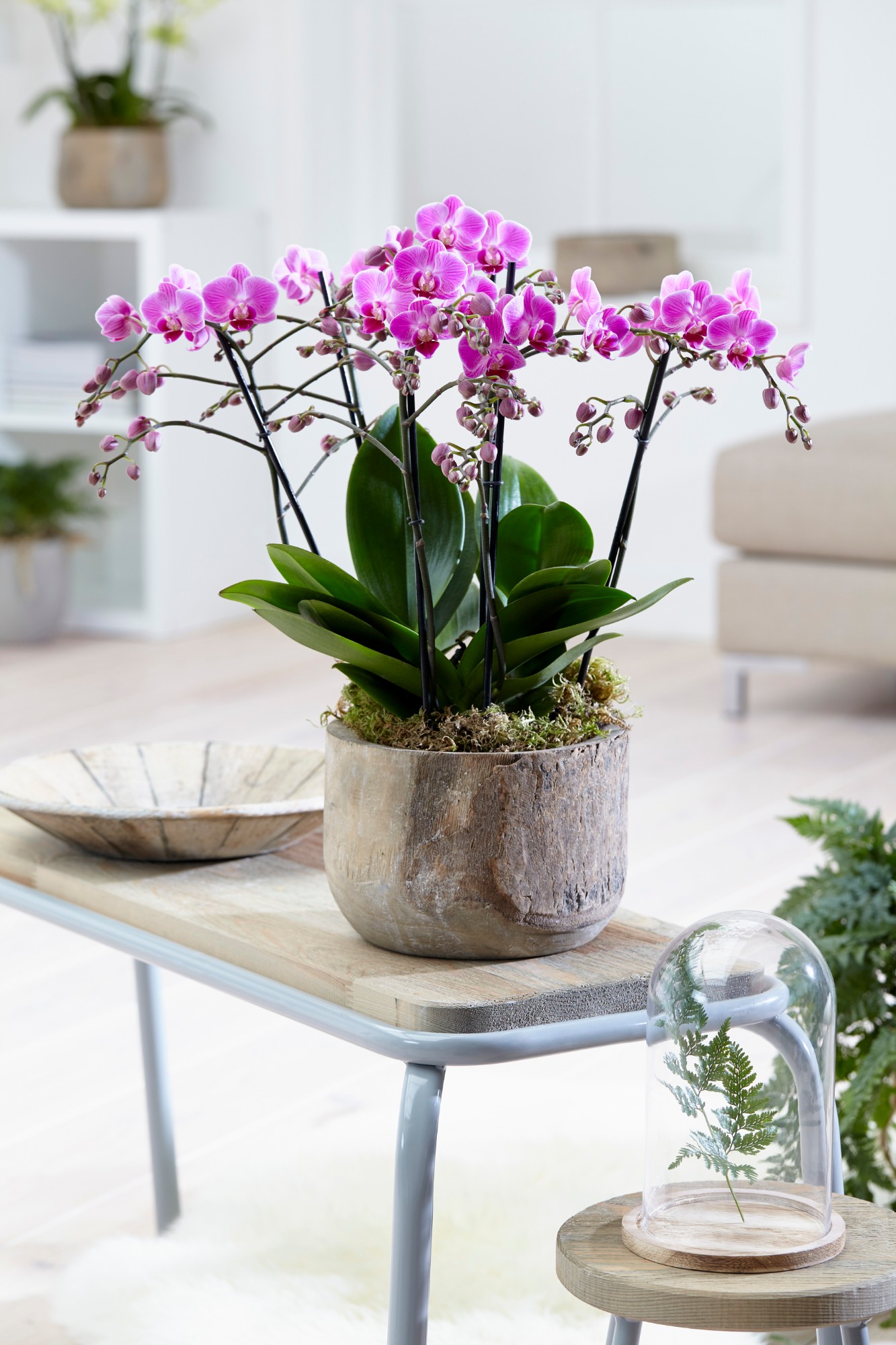 Phalaenopsis multiflora - Afbeelding 7