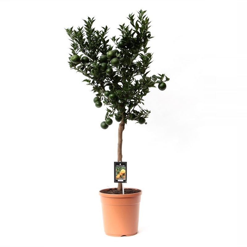 Citrus Mandarin - Afbeelding 3