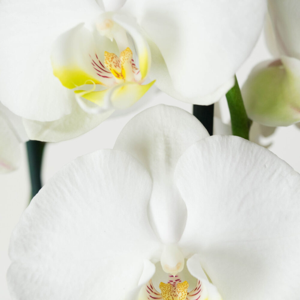 Phalaenopsis Wit - Afbeelding 4