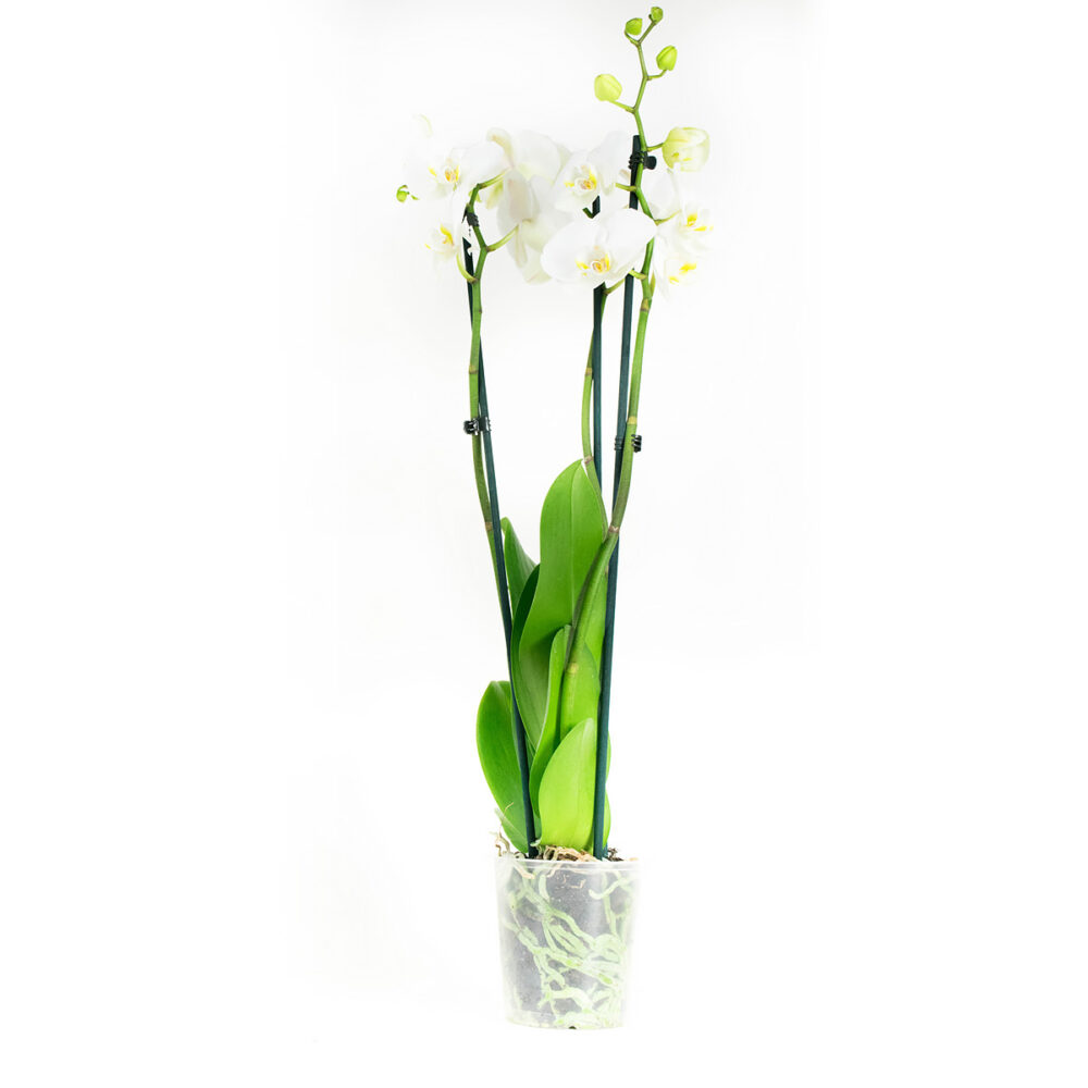 Phalaenopsis Wit - Afbeelding 6