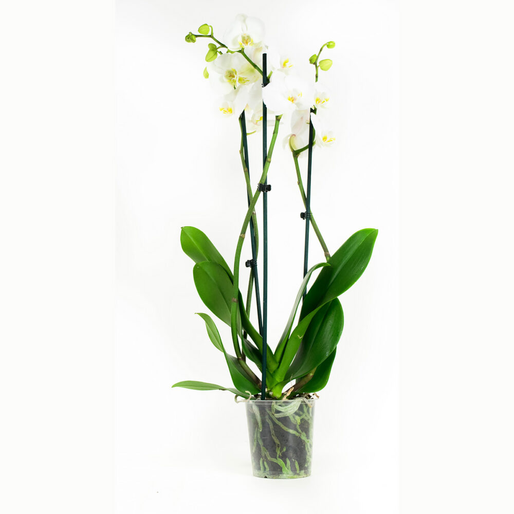 Phalaenopsis Wit - Afbeelding 7