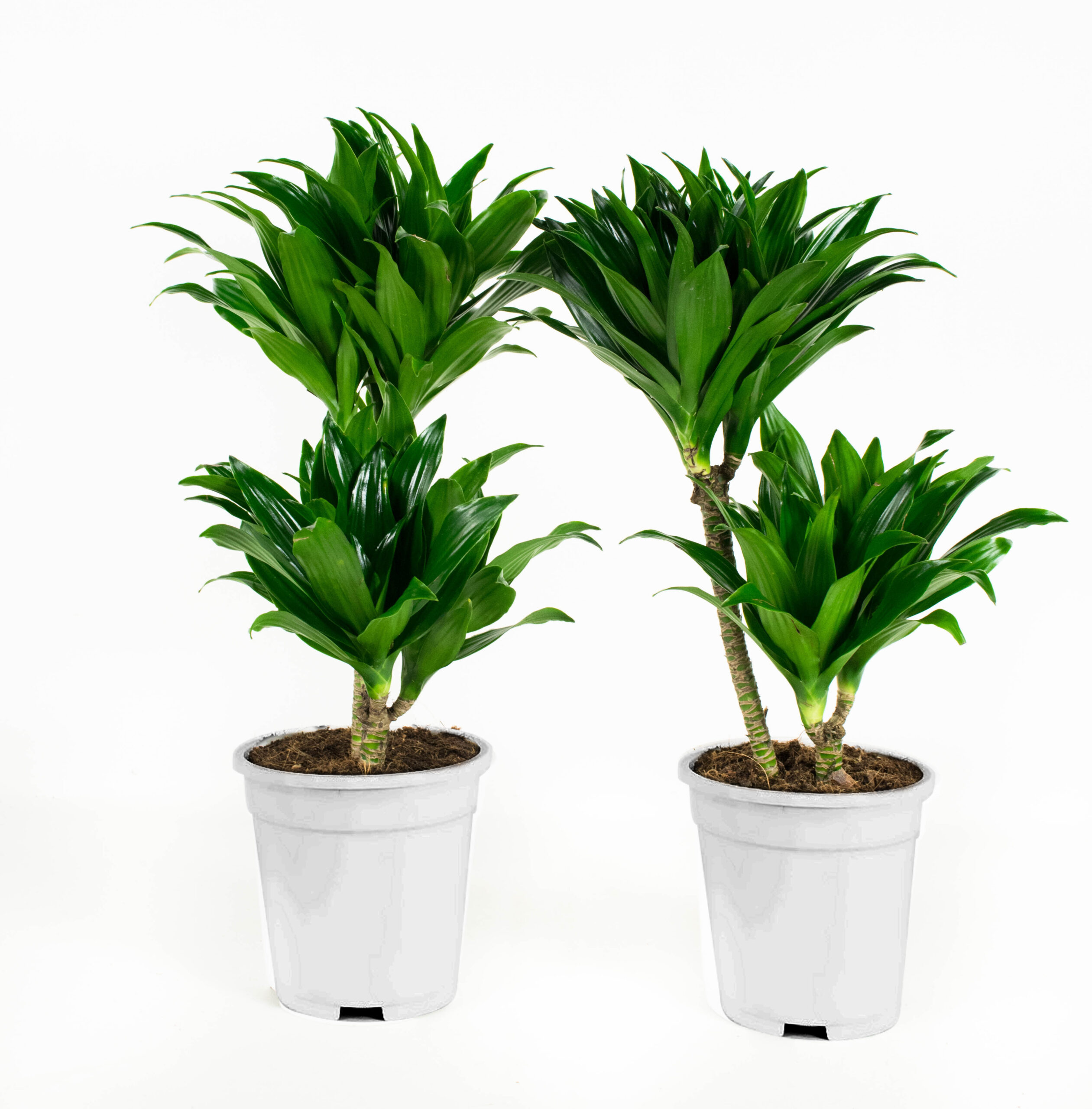 Dracaena fragans compacta