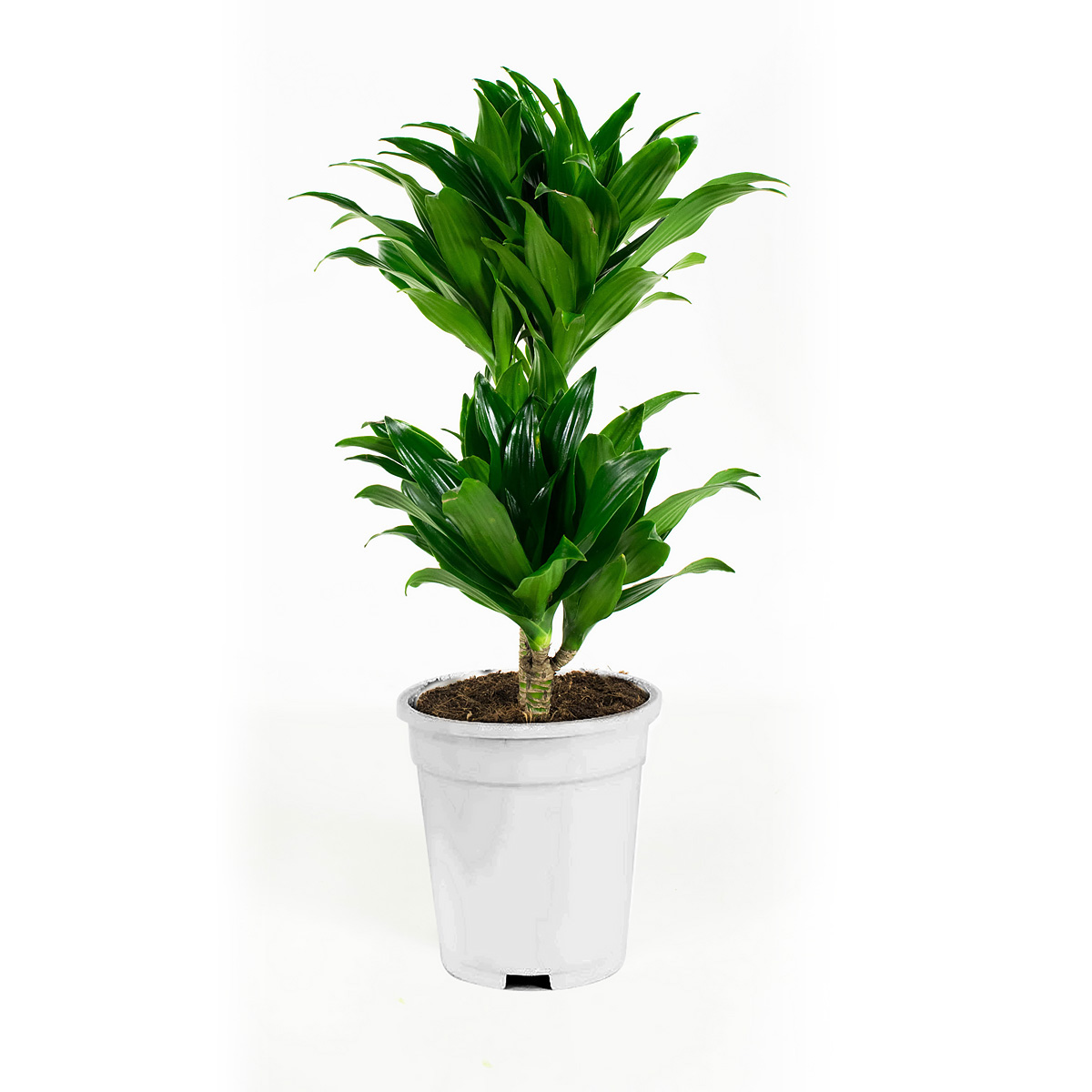 Dracaena fragans compacta - Afbeelding 4