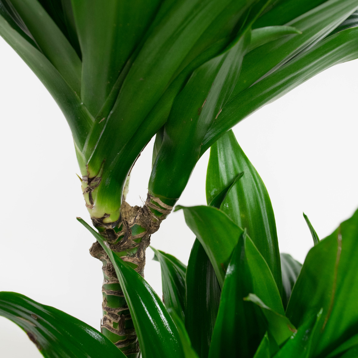 Dracaena fragans compacta - Afbeelding 5