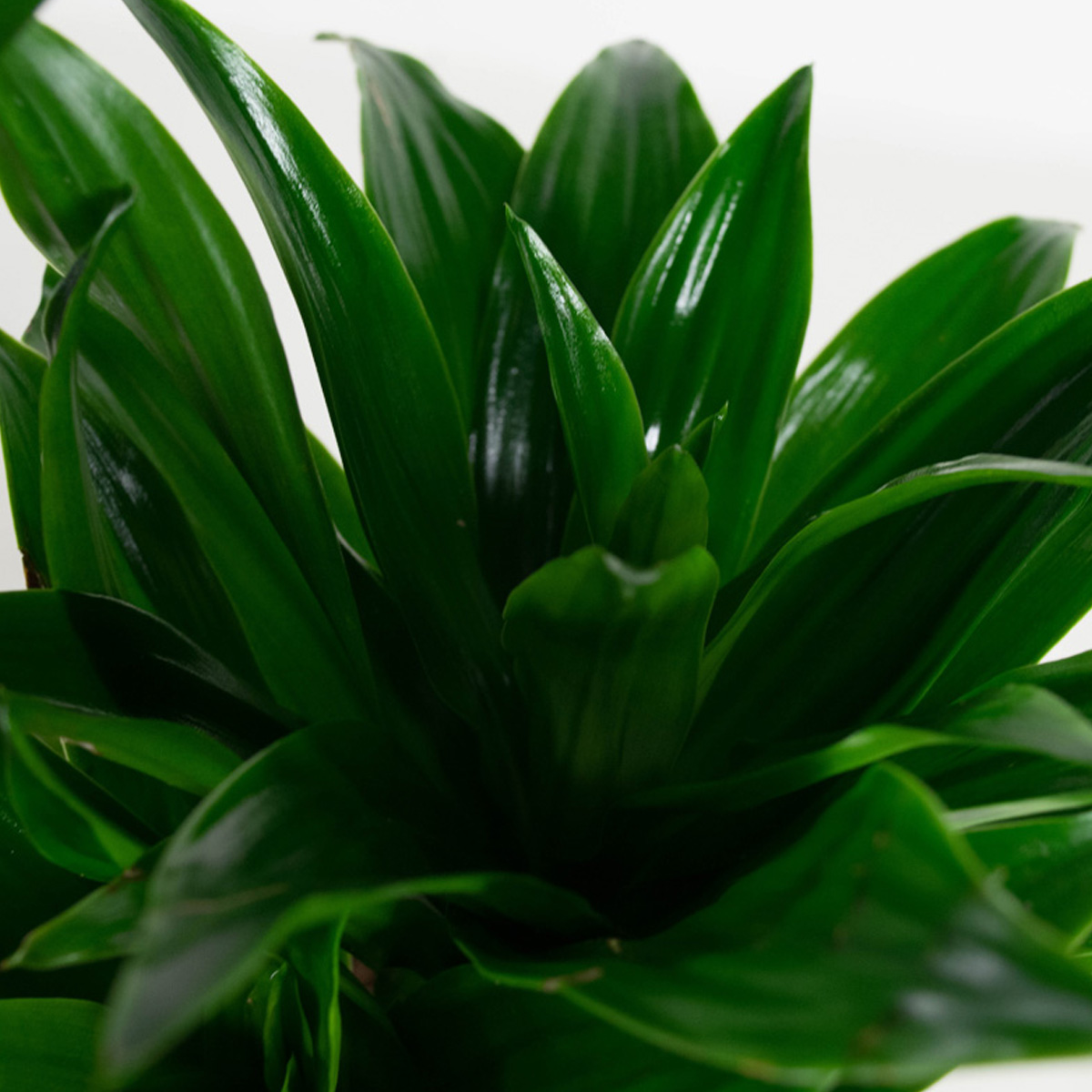 Dracaena fragans compacta - Afbeelding 6