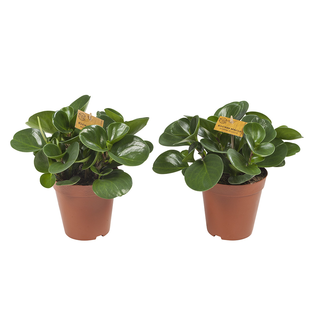 Peperomia Obtusifolia - Afbeelding 3