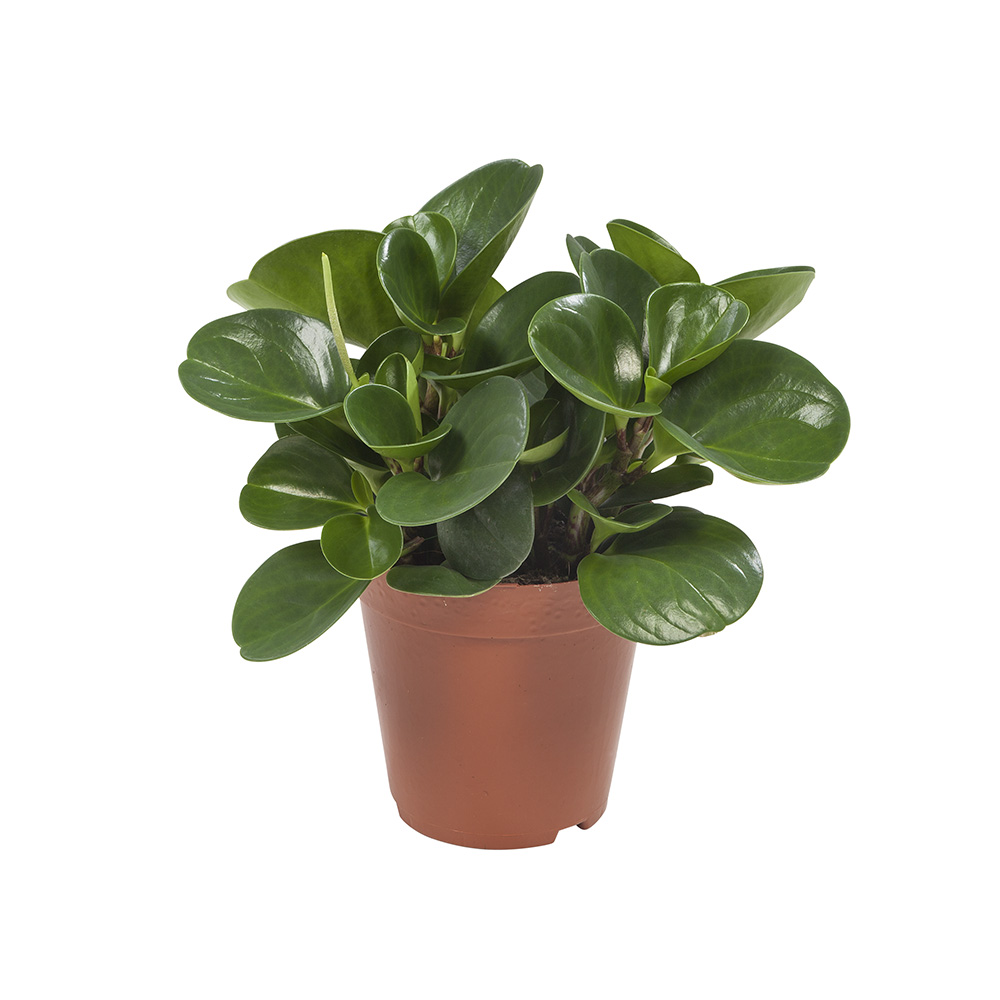 Peperomia Obtusifolia - Afbeelding 4