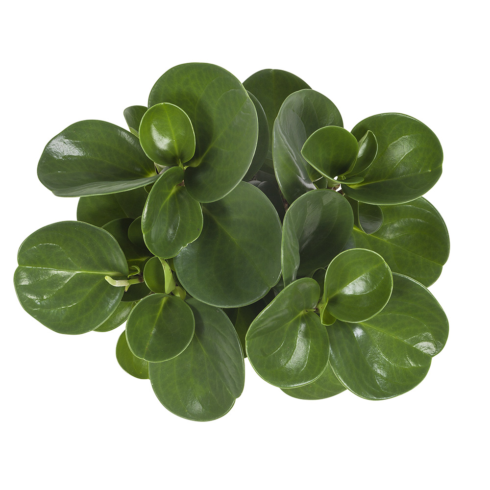 Peperomia Obtusifolia - Afbeelding 5