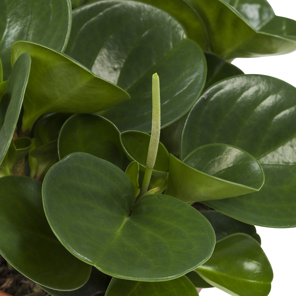Peperomia Obtusifolia - Afbeelding 6