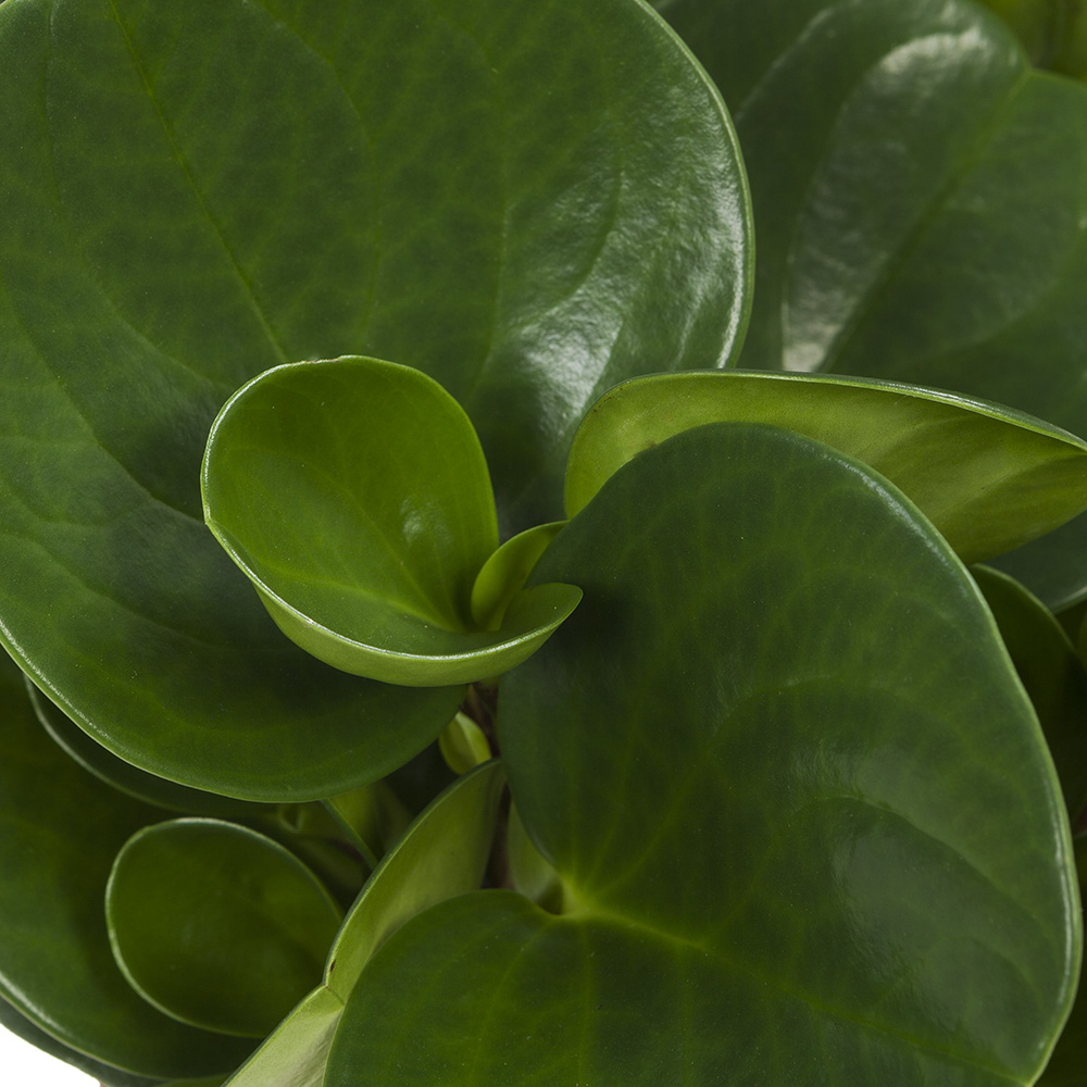 Peperomia Obtusifolia - Afbeelding 7