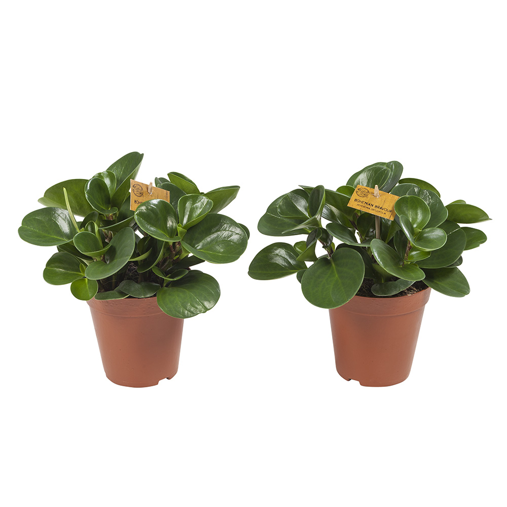 Peperomia Obtusifolia - Afbeelding 8