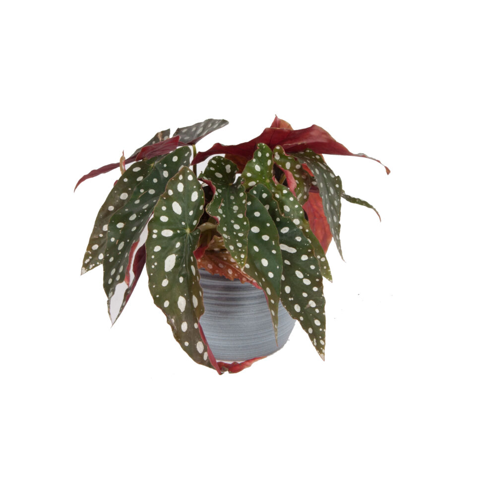 Trio Begonia maculata, Pilea peperomioides en Peperomia Argyreia - Afbeelding 4